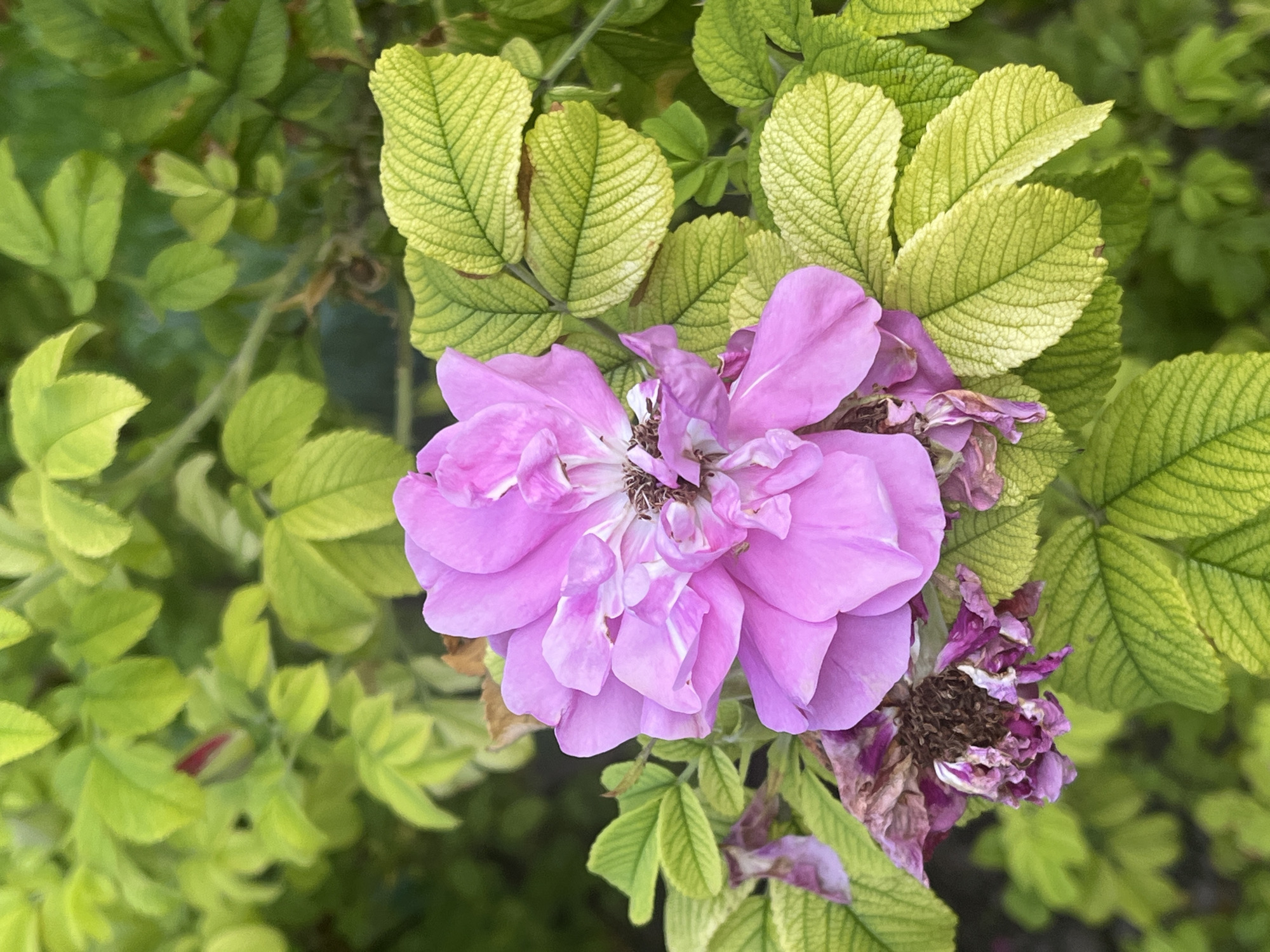 This is a close-up, eye-level, vertical shot of a pink wild rose in bloom, set against a backdrop of vibrant green foliage. The rose, positioned slightly to the left of the frame's center, displays multiple layers of delicate pink petals, some of which are beginning to wilt and brown, particularly towards the center and on the lower left side. The leaves surrounding the rose are a mix of bright green and yellowish-green, with a textured, veined surface. Some of the leaves also show signs of browning and wilting, hinting at the natural life cycle of the plant. The background is a soft blur of green, indicating a garden or natural setting, though the specific location in Kaunas, Lithuania, cannot be determined from the image alone. There are no people or animals visible in the frame, and no action is taking place. The lighting appears to be natural daylight, casting soft shadows and highlighting the textures of the petals and leaves.