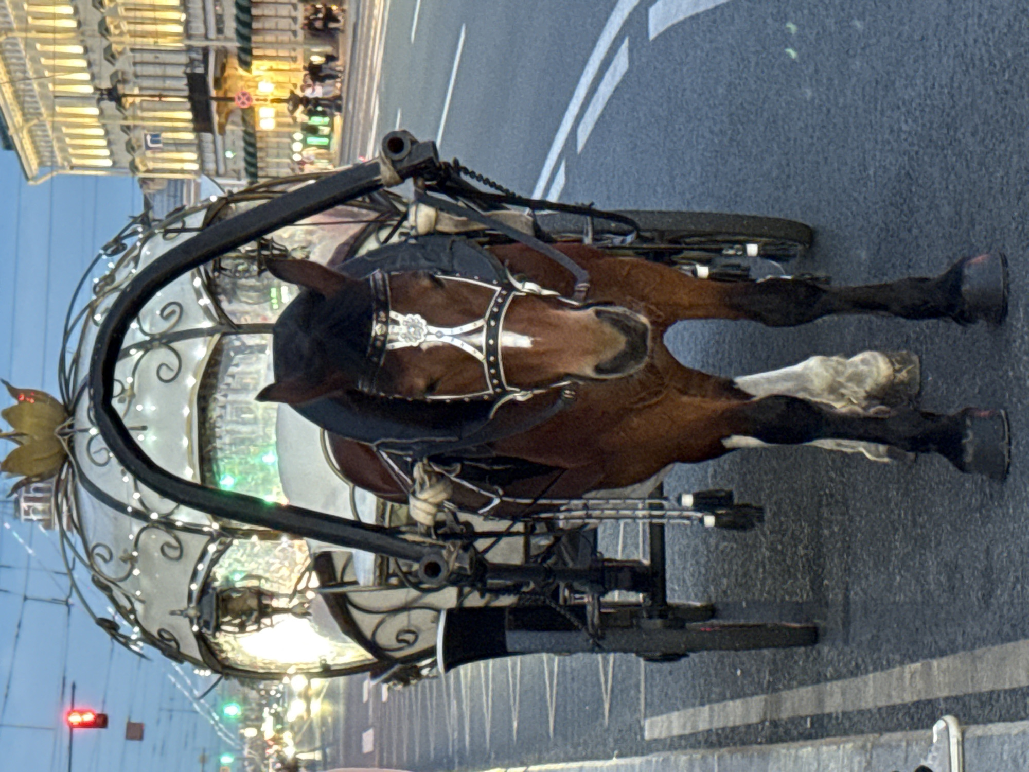 A brown horse, adorned with a decorative bridle and harness, stands hitched to an ornate carriage on a city street in Saint Petersburg, Russia. The carriage, a baroque-style structure with white fabric and intricate metalwork, is illuminated by small lights. The horse faces directly towards the camera, its expression calm. The scene appears to be set during twilight or early evening, with streetlights and building lights casting a warm glow on the cobblestone street. In the background, the illuminated facades of historic buildings line the street, and the faint glow of traffic lights indicates ongoing vehicular activity. People are visible in the distance, walking along the sidewalk. The horse and carriage are positioned on the right side of the road, indicating they are likely offering rides to tourists.