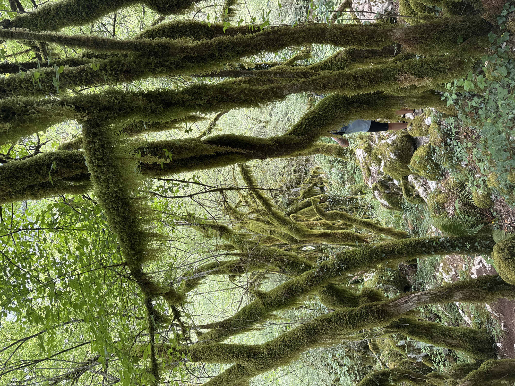 The scene is a lush forest setting in Lazba, Montenegro. Tree branches, heavily covered in thick green moss, dominate the view, creating a dense overhead canopy. A person wearing dark shorts is visible standing amongst the moss-covered rocks and foliage of the forest floor. The surrounding environment is characterized by dense vegetation.