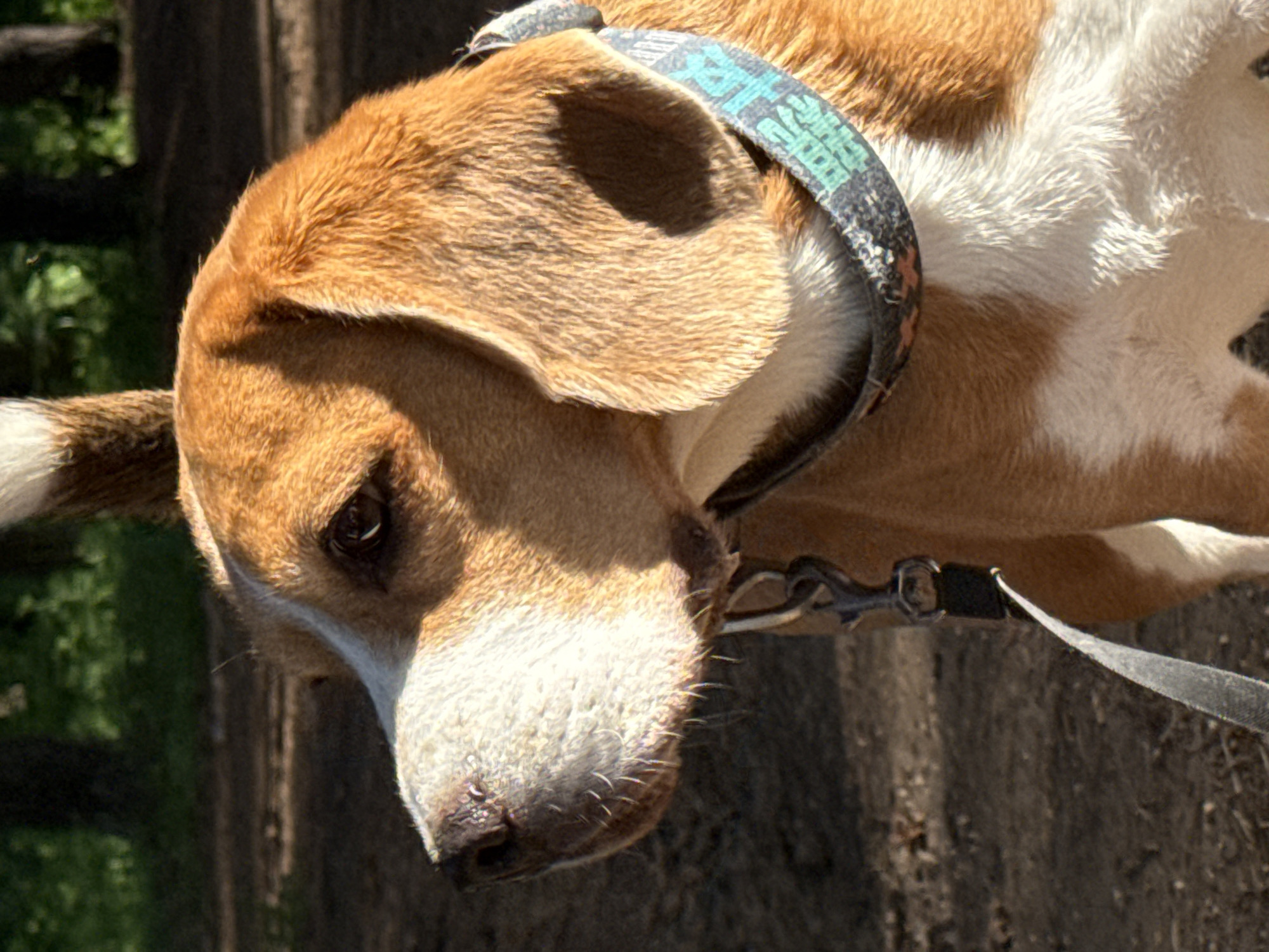 A close-up, diagonal shot captures a tri-color dog, likely a beagle or a beagle mix, outdoors in Chaikovsky, Russia. The dog's coat is primarily brown and white, with some darker markings. It wears a collar adorned with a distinctive pattern featuring blue-green and white stylized shapes or letters, possibly spelling "PEACE," against a dark background. A metal clip connects a dark leash to the collar.
The dog's head is lowered, and its gaze is directed downwards and to its left, giving it a calm and somewhat contemplative expression. Its long, floppy brown ear is prominent, and the textures of its fur, including fine whiskers around its snout, are clearly visible. The scene is brightly lit by direct sunlight, casting subtle shadows and highlighting the details of the dog's coat.
The background is softly blurred, indicating a shallow depth of field. To the left, blurred green foliage suggests trees or bushes. To the right and beneath the dog, there's a dark, textured surface, possibly a wooden fence, concrete structure, or tree trunk. The overall impression is a sunny daytime scene on an unpaved outdoor path or natural ground.