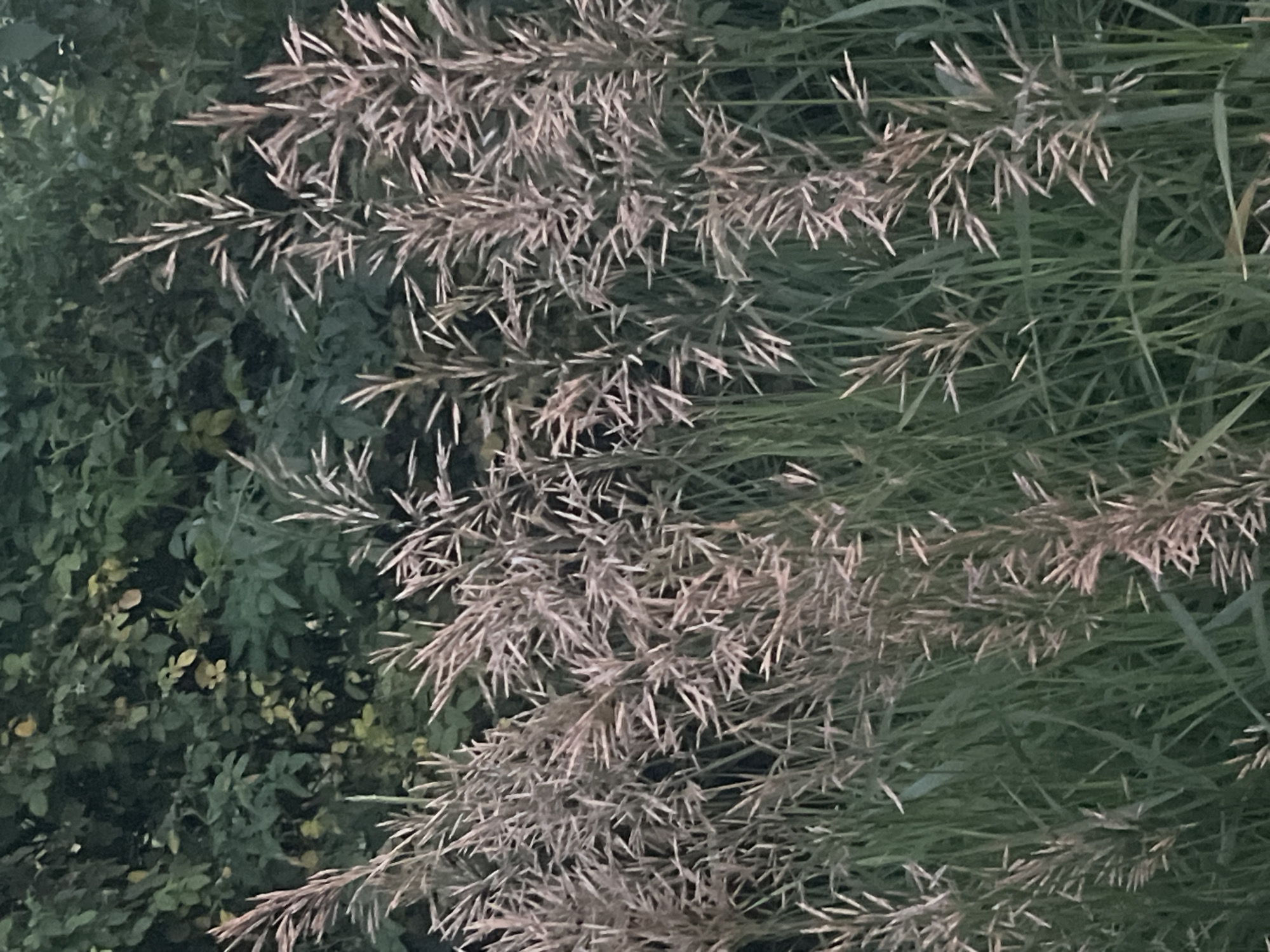 A close-up, eye-level, vertical shot captures a dense cluster of tall, dry grass stalks with feathery seed heads. The stalks are predominantly light brown and beige, with some hints of pinkish hues, and are densely packed together, obscuring the background. The seed heads are airy and feathery, with individual awnings or bristles extending outwards. The lower portions of the grass are green and appear softer. Behind the grass, a dark, out-of-focus background suggests foliage, possibly trees or shrubs, with muted green and some lighter, yellowish-green leaves visible, indicative of a natural, outdoor setting within the city of Bârnova, Romania. The lighting appears dim, suggesting it could be dusk or an overcast day.