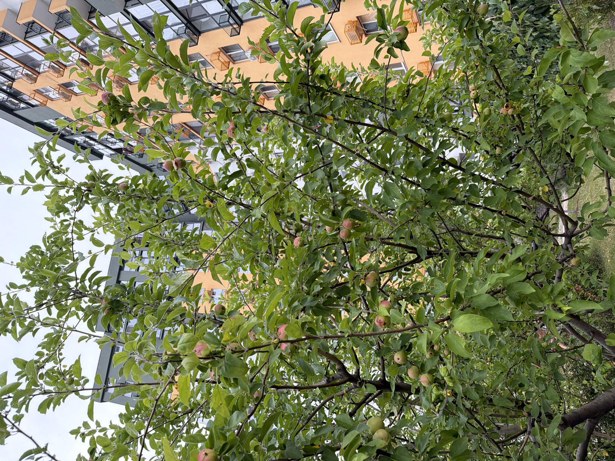 The image shows a close-up of a young apple tree laden with small green and reddish apples, set against the backdrop of a modern residential building in Kyiv, Ukraine. The building, with its orange and grey facade, features numerous windows and balconies. The tree's branches are full of green leaves, and several apples are visible at various stages of ripeness. The ground below the tree is covered with grass and some greenery. The sky above is overcast. The scene suggests an urban setting where nature is integrated into the built environment.