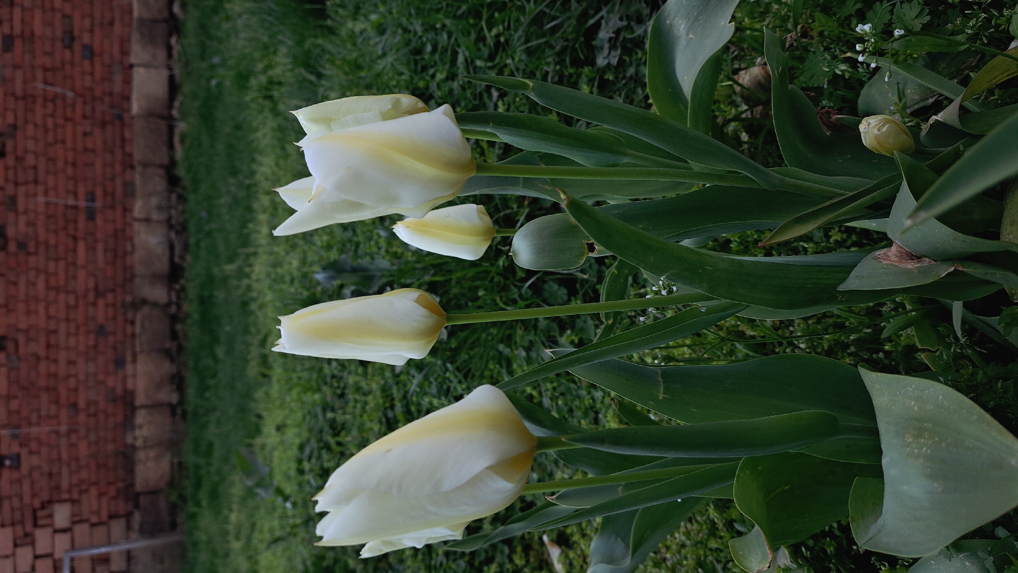 The image shows a close-up view of a group of white and yellow tulips in a garden. The tulips are at different stages of bloom, with some fully opened and others still in bud. They are surrounded by green leaves and grass. In the background, there is a brick wall. The location is Unknown, Unknown.
