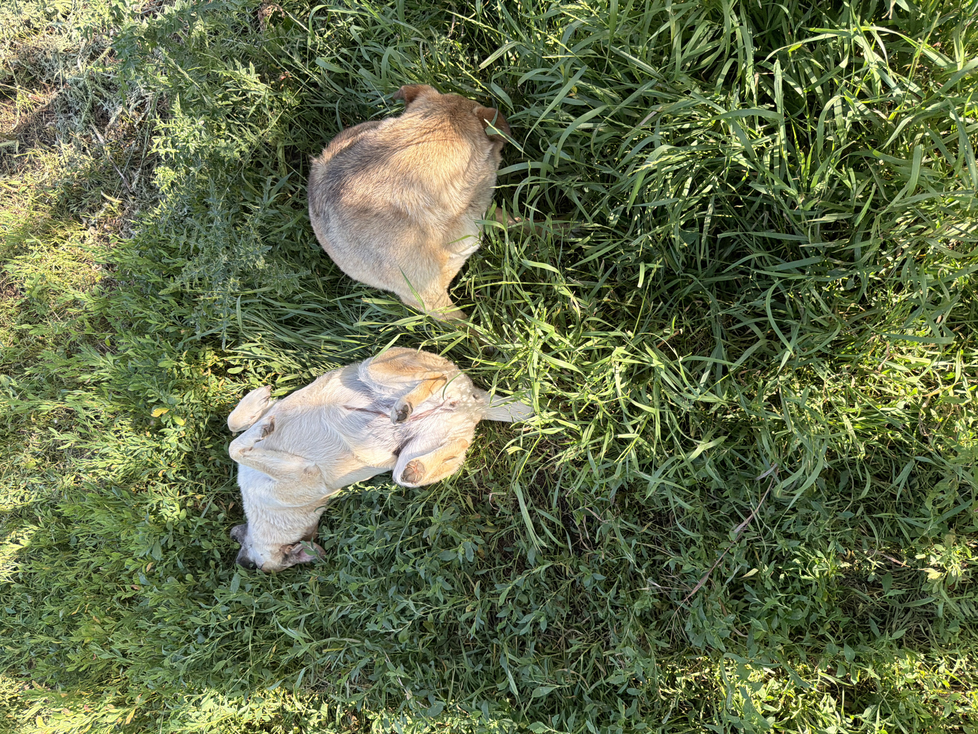 Two dogs are resting in a grassy area. One dog is lying on its back with its legs in the air, appearing relaxed. The second dog is curled up on its side, facing away from the camera, and appears to be sniffing the ground. The environment is predominantly green grass, with some areas of shadow and sunlight. The scene is likely outdoors in a natural setting. There is no information to indicate this location is in Leningradskaya, Russia.