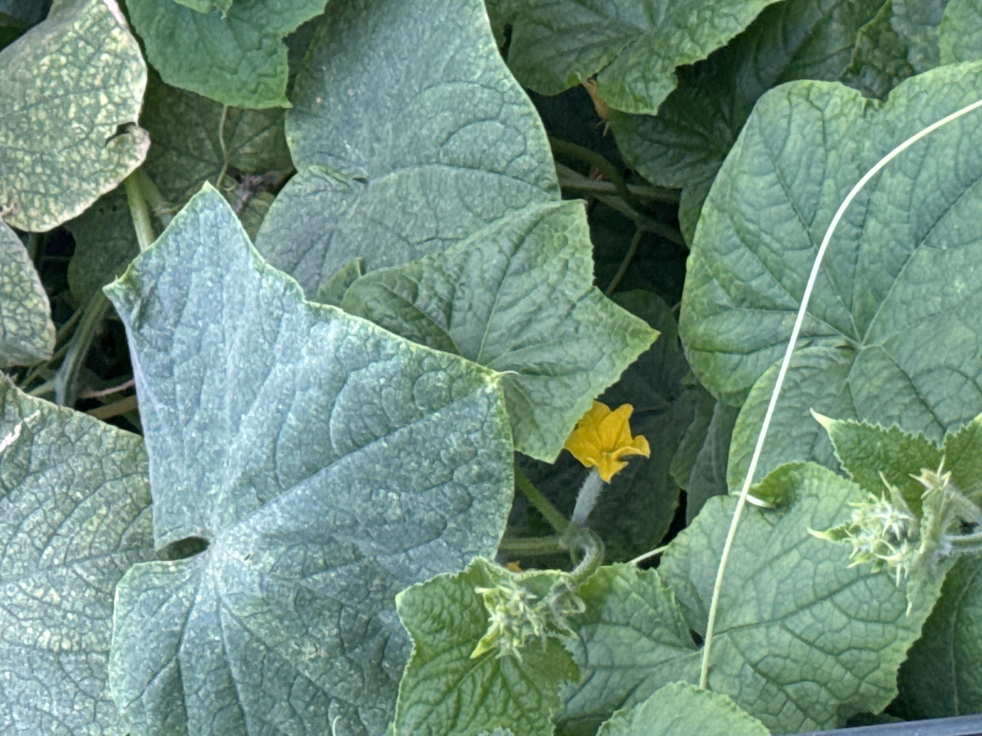 The image shows a close-up of lush green cucumber leaves, with a single bright yellow cucumber flower in the center. Several large leaves are prominent, some with a slightly textured, almost mottled appearance. A small, developing cucumber fruit is visible behind the flower. The scene is natural and appears to be an outdoor garden setting. The image does not contain any elements that would allow for determining its specific location within Krasnoyarsk, Russia.