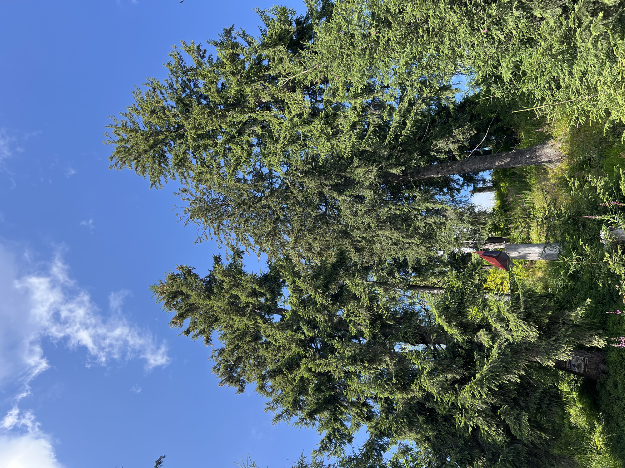 The image shows a forest with several tall evergreen trees against a bright blue sky with scattered white clouds. In the lower part of the image, there is a wooded area with dense undergrowth and some smaller evergreen saplings. A weathered wooden post with a red and black flag attached to it is visible among the trees. There is also a sign attached to the trunk of one of the trees. The overall scene depicts a natural outdoor environment. The location is stated to be in the city of Chorna Tysa, Ukraine.