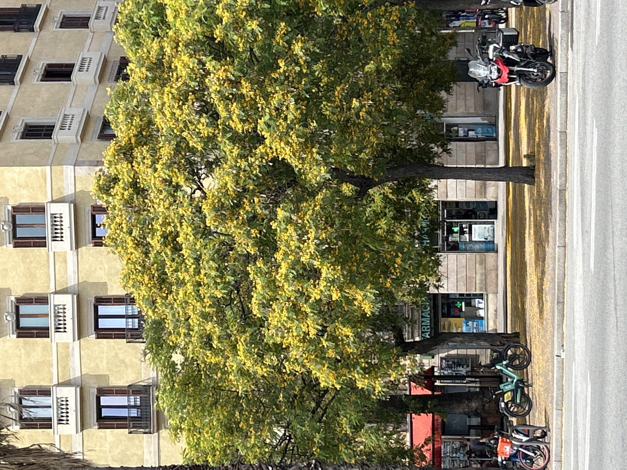 The image shows a street scene in Barcelona, Spain. In the foreground, a gray asphalt road is visible with white lane markings. A concrete sidewalk runs parallel to the road, bordered by a low curb. Beyond the sidewalk, a strip of ground is covered with fallen yellow leaves.
A row of trees with dense green foliage and small yellow flowers lines the sidewalk. The trees vary in size, with some appearing mature and others younger.
Behind the trees, several shops are visible. One shop has a red awning and displays merchandise in its windows. Another shop has a sign that reads "FARMACIA" in white lettering on a green background. The building facade behind the shops is light yellow, with multiple windows on upper floors, some featuring balconies with railings.
Several objects are present on the sidewalk. A light teal-colored bicycle is parked. To its left, a bicycle rack holds two bicycles, one primarily red and white, and another partially visible. To the right of the trees, a red and black motorcycle is parked, equipped with a windshield and storage cases. Another motorcycle, mostly black, is partially visible to the far right. No people are clearly discernible in the image. The lighting suggests a sunny day.