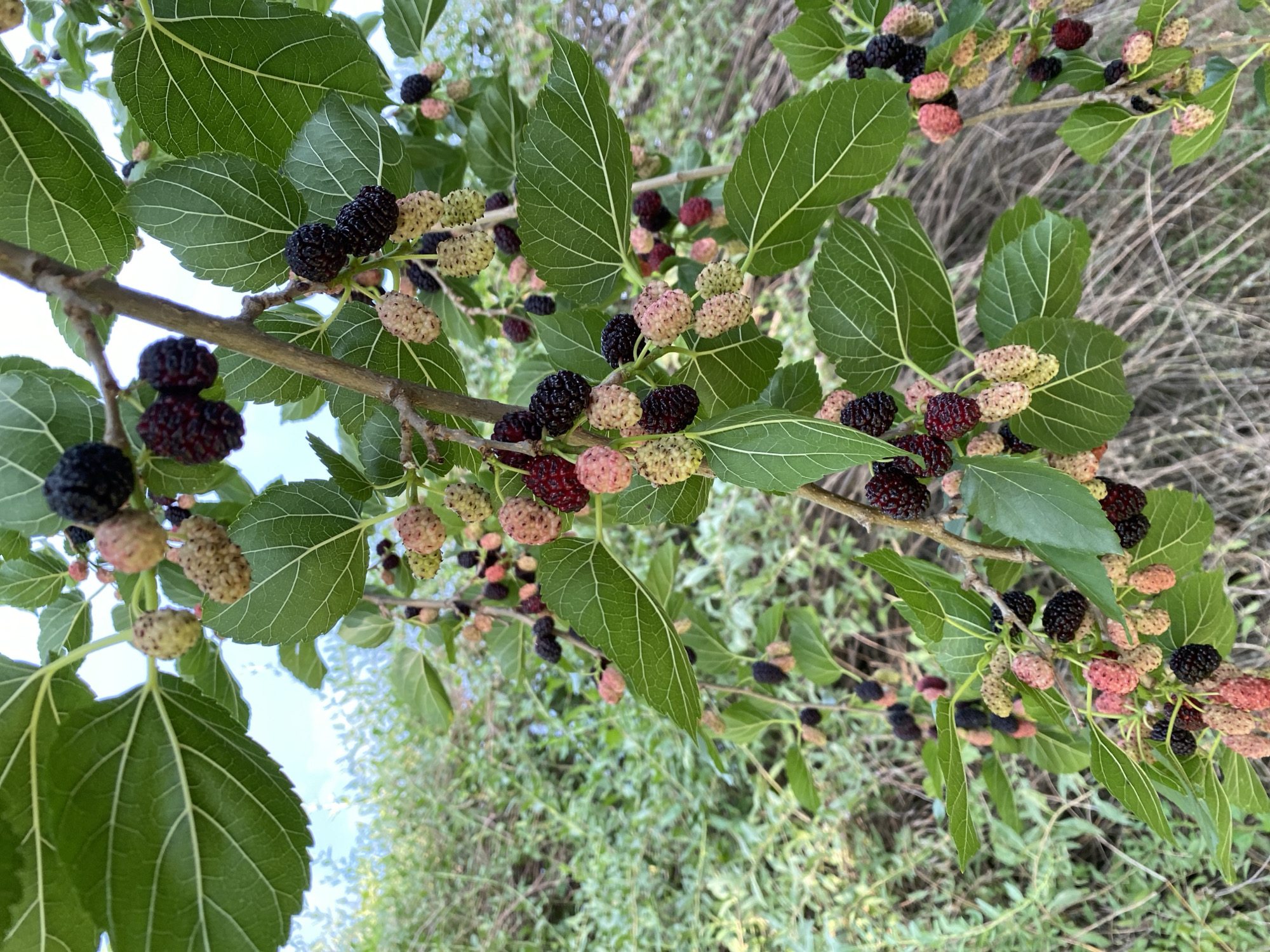 In the city of Cairaclia, Moldova, a close-up, vertical shot captures a mulberry tree branch laden with fruit. The mulberries are in various stages of ripeness, ranging from pale green and pink to deep black. The leaves of the tree are a vibrant green, with prominent veins. The background is softly blurred, showing more foliage and dry, grassy undergrowth. The image is taken in natural daylight.