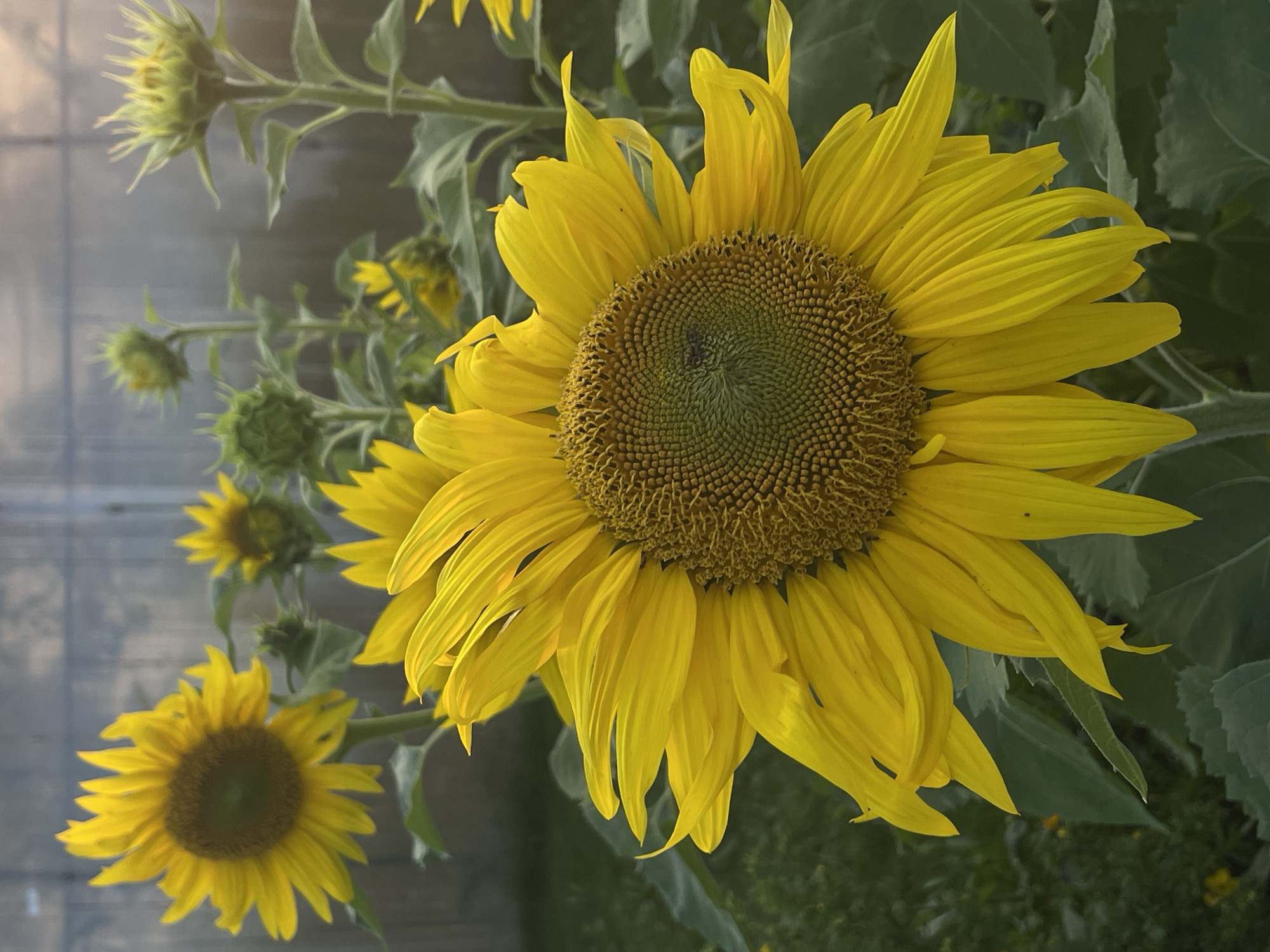 The image depicts a close-up view of a sunflower in a garden. The sunflower, in full bloom, has bright yellow petals and a dark brown center. In the background, other sunflowers, some in bud form, are visible along with green foliage and a light-colored fence. The scene appears to be outdoors, with natural light illuminating the flowers. The location is identified as Perevoznoye, Russia.