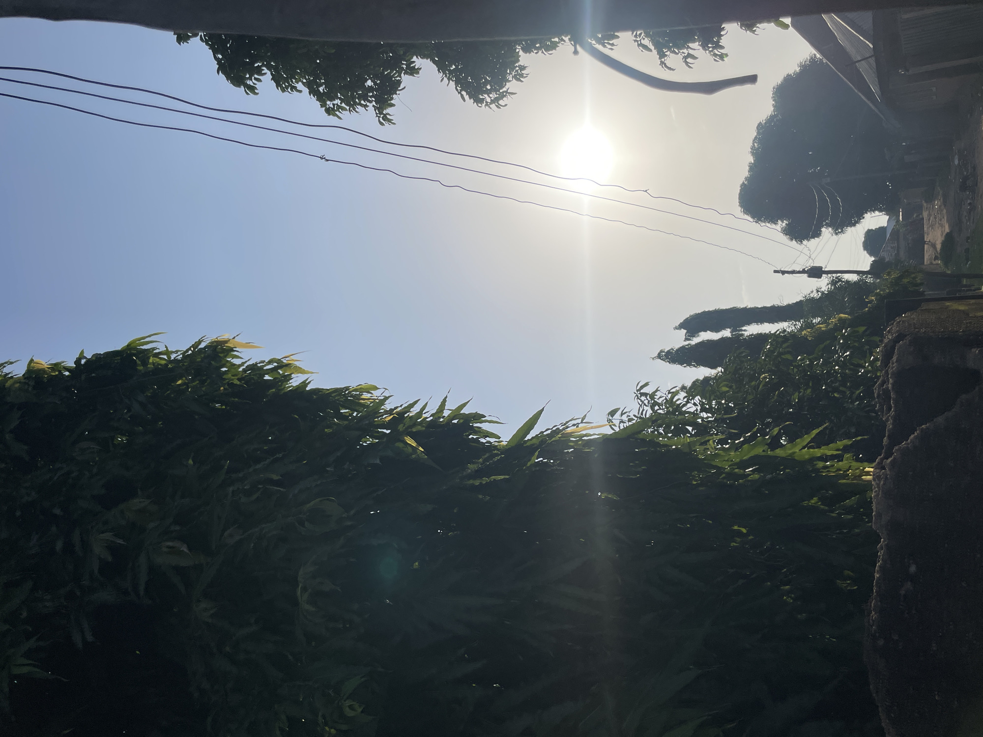 The image captures a street scene in Jalingo, Nigeria, under a bright, hazy sky. On the left, a dense wall of dark green foliage dominates the foreground, with sunlight glinting off some of the leaves, creating lens flare effects. To the right of the foliage, a narrow dirt road winds into the distance, flanked by more trees and modest buildings with corrugated iron roofs. Several power lines stretch across the sky, appearing as dark lines against the pale blue. The sun is a bright, slightly diffused orb near the center of the frame, casting a strong glare. In the background, silhouetted against the bright sky, are tall, slender trees and what appear to be more distant buildings. The overall impression is of a warm, possibly dusty, day in a semi-rural or suburban area. No people are clearly visible in the image, though there is a small, dark shape in the distance on the road that might be a person or an animal. The presence of power lines suggests an inhabited area.