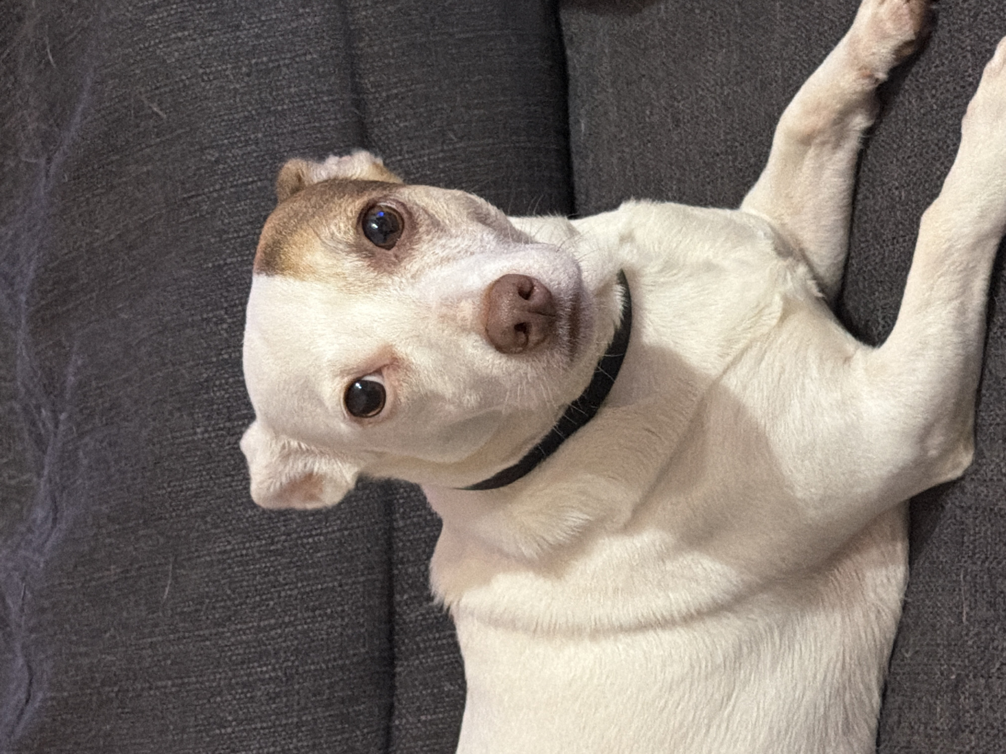 A medium-sized dog, predominantly white with brown patches on its head and ears, lies on its back on a gray textured surface. The dog has a black collar and is looking at the camera. No location in Sofia, Bulgaria, is discernible.