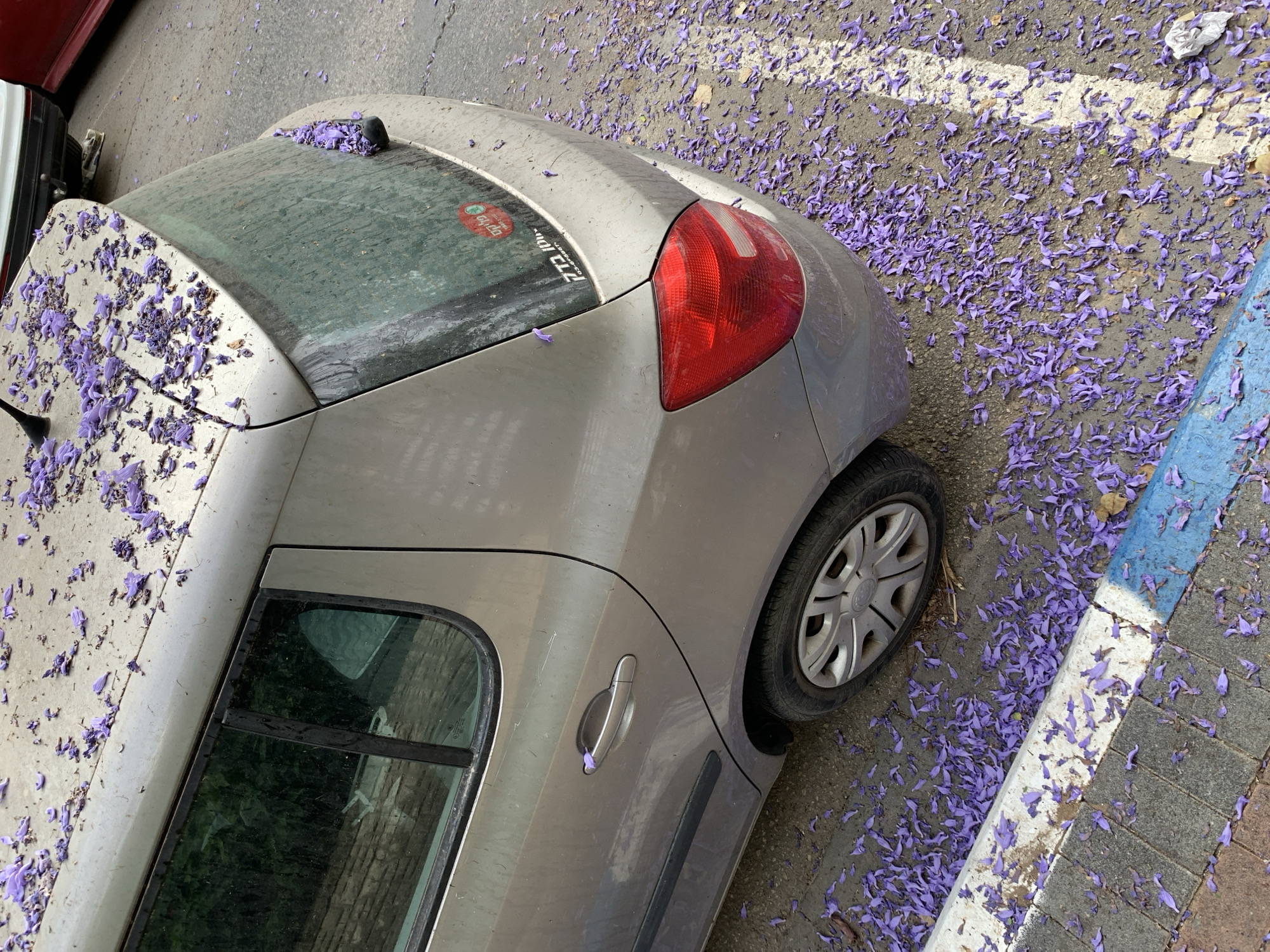 The image shows a silver car parked in a parking space marked by blue and white paint, likely in Tel-Aviv, Israel. The car and the surrounding ground are covered in fallen purple flowers. The car is dusty and appears to have been parked for some time. The parking space is located along a street with brick pavers. Another car, red, is parked next to the car. The photo is taken from an elevated perspective.