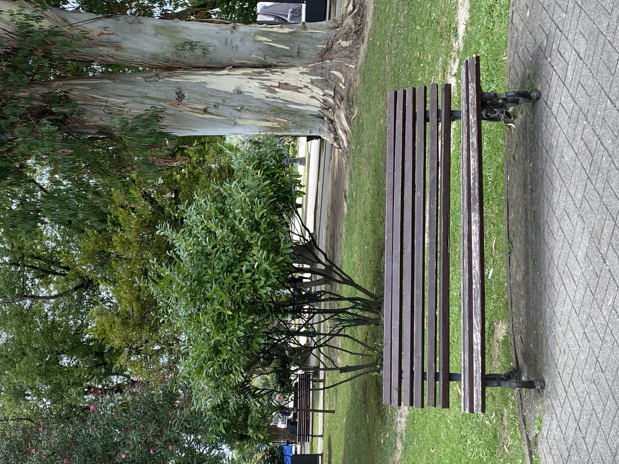 A wooden park bench with a metal frame sits on a paved walkway in a park in Sokhumi, Abkhazia. The bench is in the foreground, and the background features lush green trees, including a large eucalyptus tree with peeling bark. Other park benches and a pathway are visible in the distance, along with a few people walking. The ground is covered with grass and fallen leaves. The overall scene depicts a peaceful park setting.