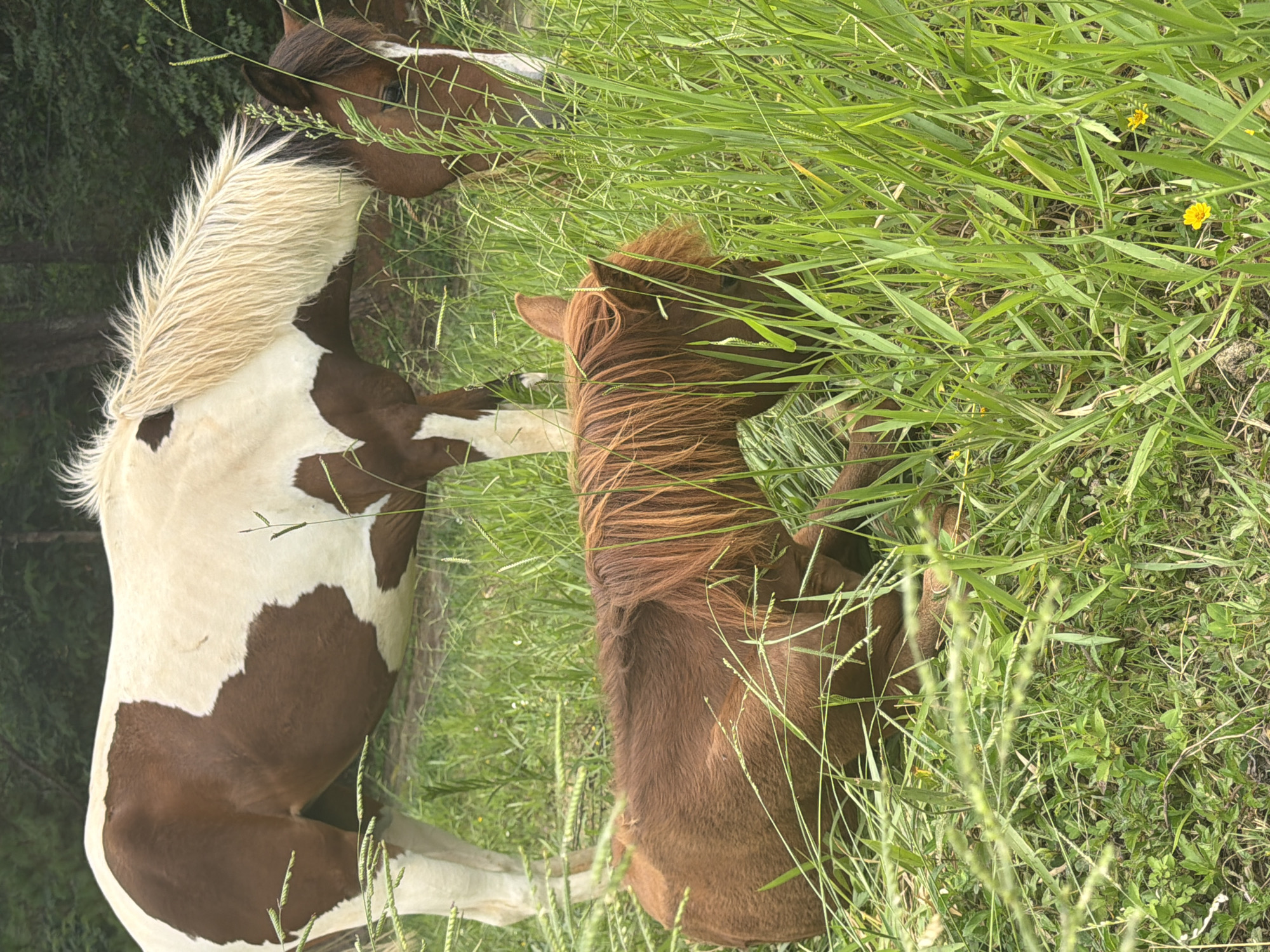 The image captures a natural outdoor scene with two horses in a grassy field. In the foreground, a brown horse lies down in the tall green grass, its mane a vibrant reddish-brown. Behind it, a larger horse with a distinctive brown and white coat stands partially visible, its blonde mane flowing. The environment appears to be a rural or park-like setting with dense green trees in the background. The lighting suggests it is daytime, possibly late afternoon, with a slightly overcast sky. The image does not contain any identifiable landmarks or elements that would specifically place it within Da Lat, Vietnam.