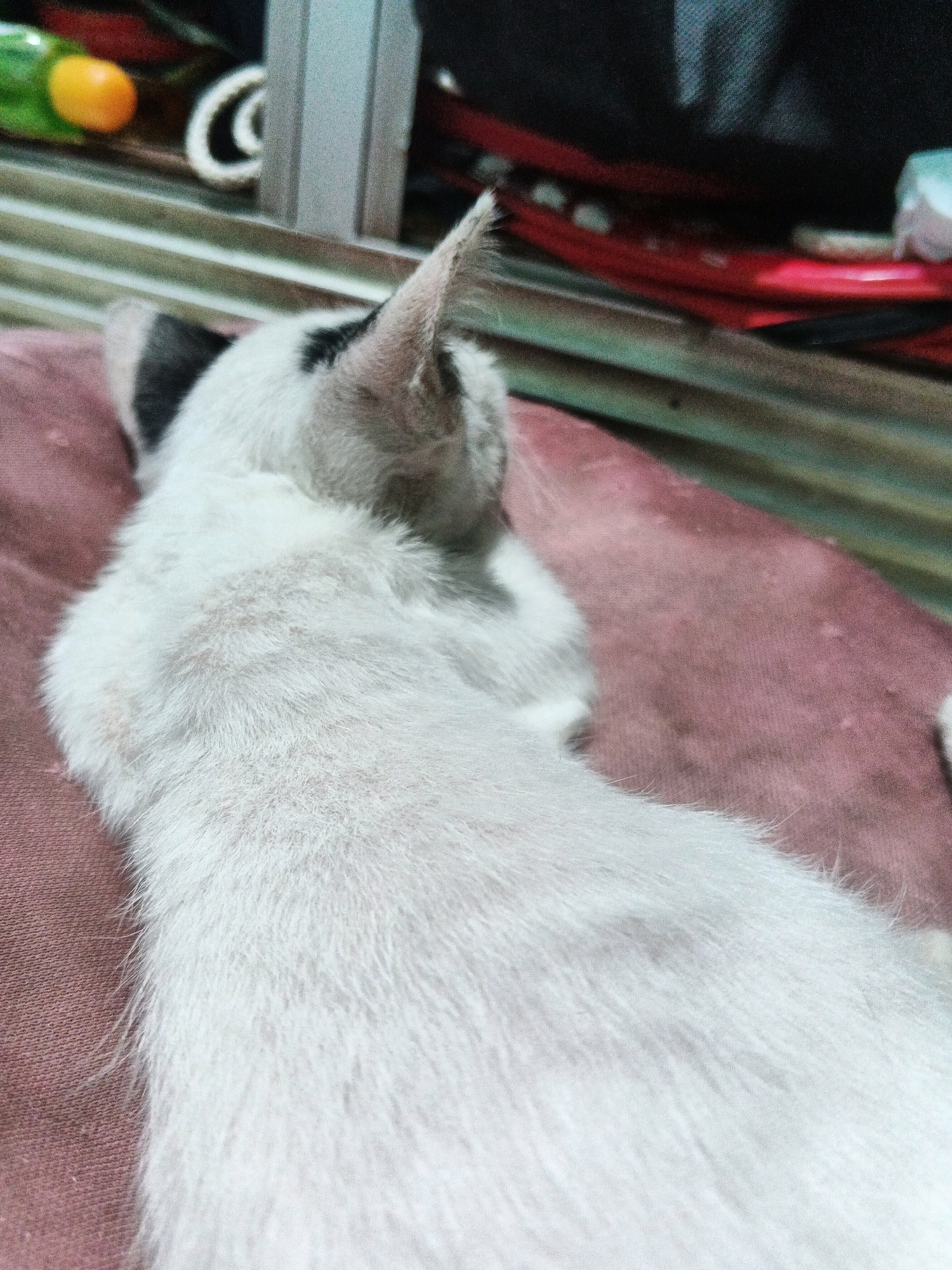 The image displays a close-up, overhead view of a white cat with black markings on its ears, lying on a pinkish-brown textured surface, likely fabric. The cat's back and head are visible, with its body extending out of frame. The background is out of focus and appears to be an indoor setting with various objects, including what seems to be a green and orange item to the left, and possibly some red and black items further back. The overall lighting suggests an indoor environment. The location in Kadu, Indonesia, is not depicted or inferable from the visual information provided.