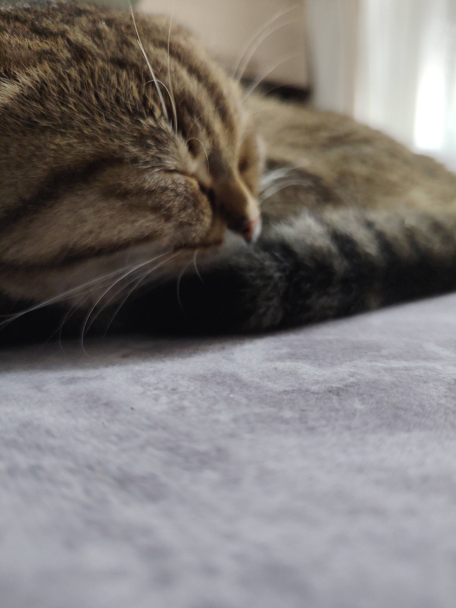 A close-up, low-angle shot shows a tabby cat curled up and sleeping on a gray textured surface. The cat's fur is a mix of brown, black, and tan stripes. Its eyes are closed, and its whiskers are fanned out. The background is blurred, with hints of light and darker areas, possibly indicating an indoor setting. The focus is primarily on the cat's head and upper body, with the rest of its form receding into the background. The surface beneath the cat appears to be soft, possibly a blanket or upholstery.