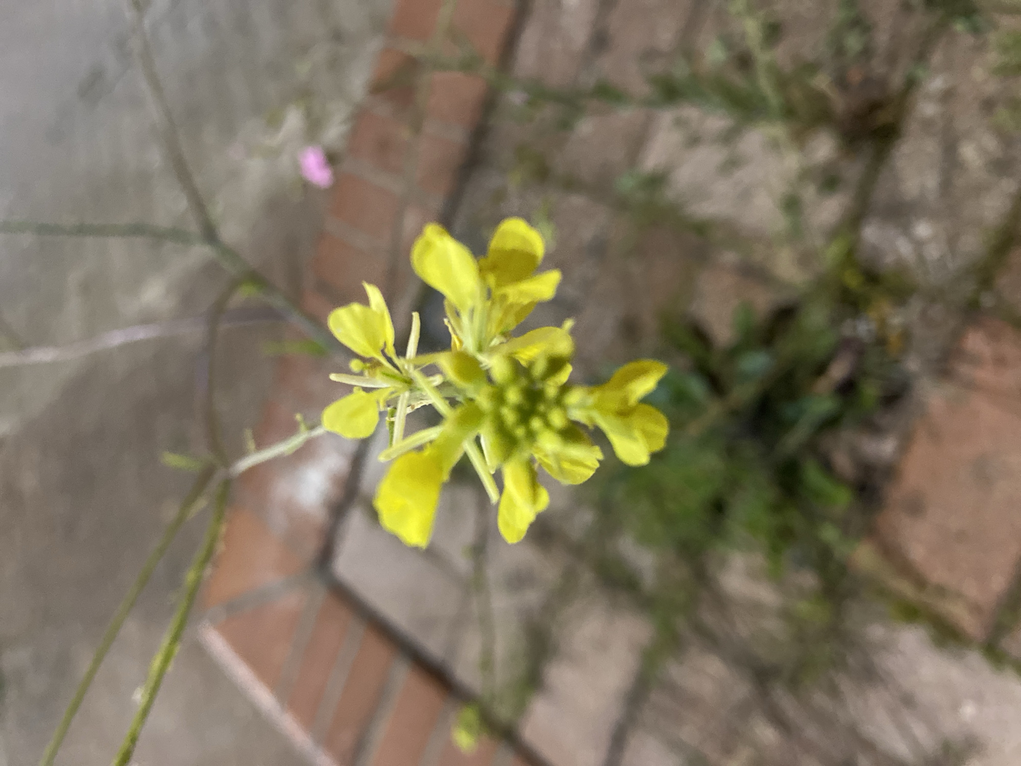 A close-up shot shows a yellow flower with four petals per bloom. The flower has green buds in the center and thin stems. The background consists of stone pavers, reddish-brown brick and some greenery. The location of Alanya, Turkey, is not evident from the image.
