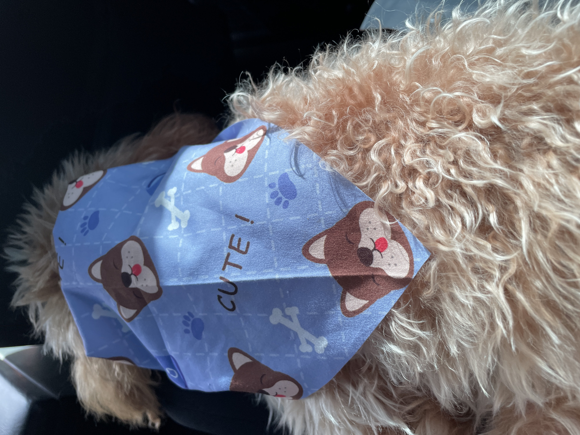 A close-up shows a tan, curly-haired dog wearing a light blue bandana with a pattern of dog faces, paw prints, bones, and the word "CUTE!" The dog is indoors, possibly in a vehicle, based on the dark background and partial view of what appears to be a car interior. The location is not discernable from the image.