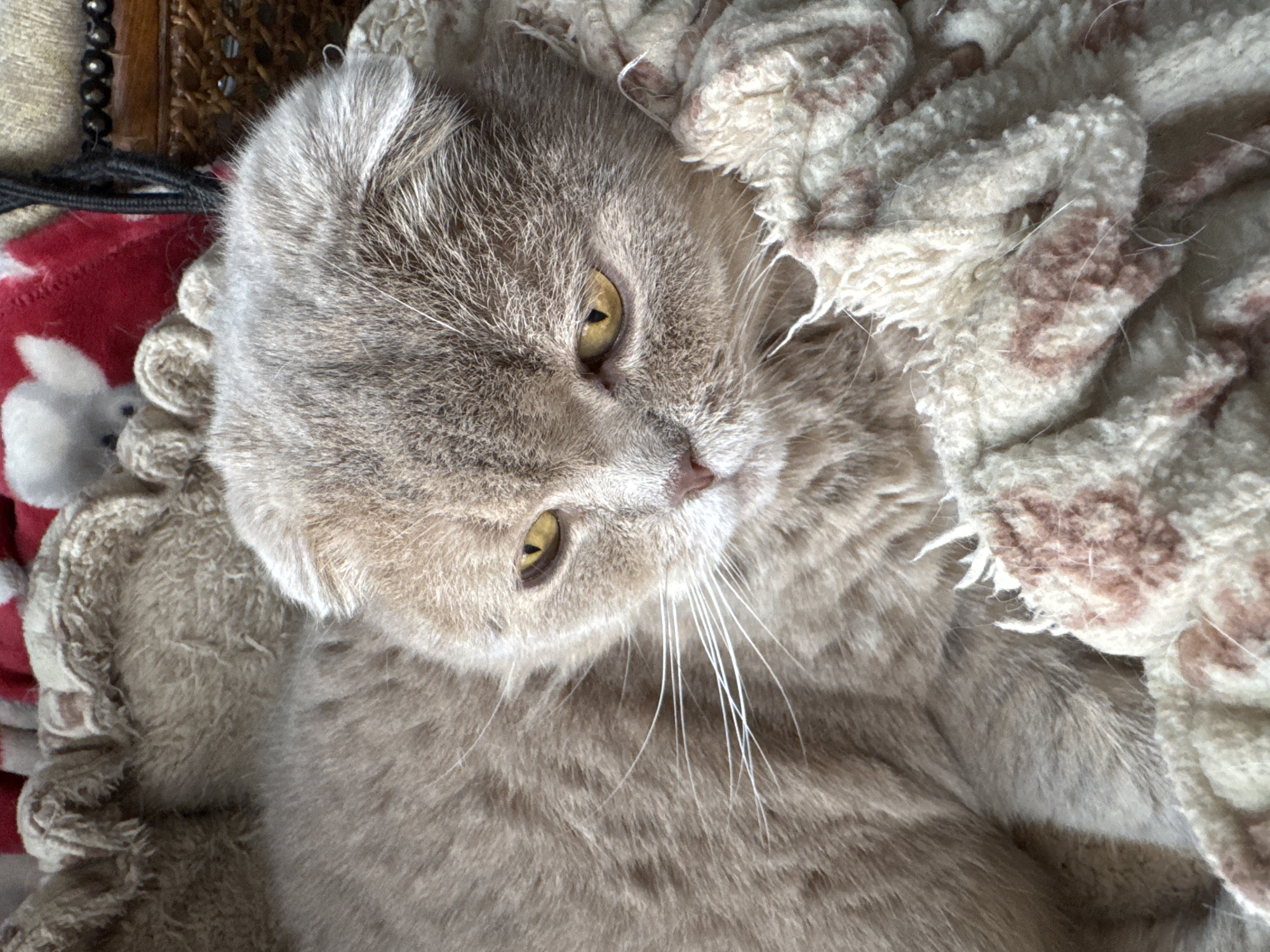 A light brown Scottish Fold cat with yellow eyes is lying on a textured blanket with a pink and white pattern. The cat's fur is soft and fluffy, and its ears are folded down. The cat appears to be relaxed and comfortable. In the background, there is a wicker basket and a red and white patterned fabric.