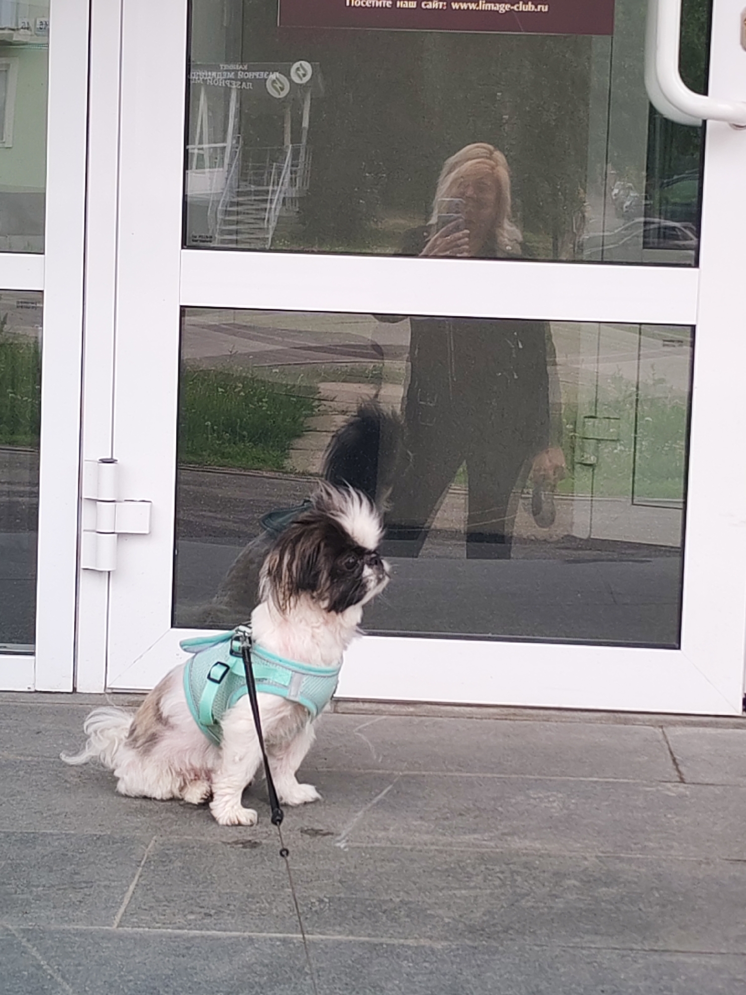 A Japanese Chin dog wearing a light blue harness and attached leash sits on a gray stone surface outside a building in Izhevsk, Russia. The dog sits in front of a windowed entrance, where a reflection of a woman holding a phone is visible in the top pane, and the reflection of the dog's owner's legs is visible in the lower pane. A sign with the text "Посетите наш сайт: www.limage-club.ru" is partially visible in the top pane.
