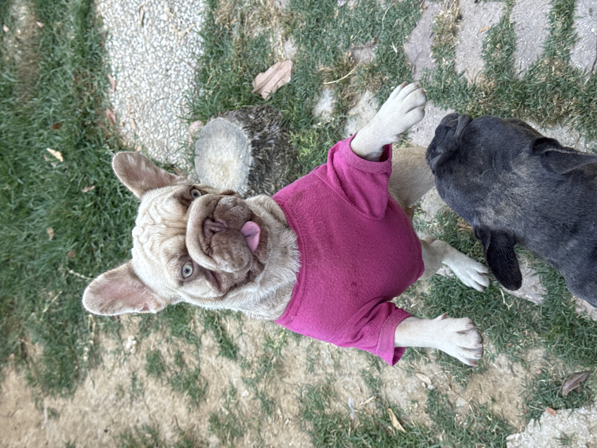 Two French Bulldogs are outdoors on a grassy area with scattered gravel and a stone pathway. The dog in the foreground is light-colored and wearing a bright pink long-sleeved shirt. It is looking up with its tongue slightly out and blue eyes visible. One of its front paws is raised. To the right and slightly behind is a darker, possibly black or brindle, French Bulldog, mostly its head and back are visible. The scene appears to be set during the daytime, with natural lighting. There is no visible text.