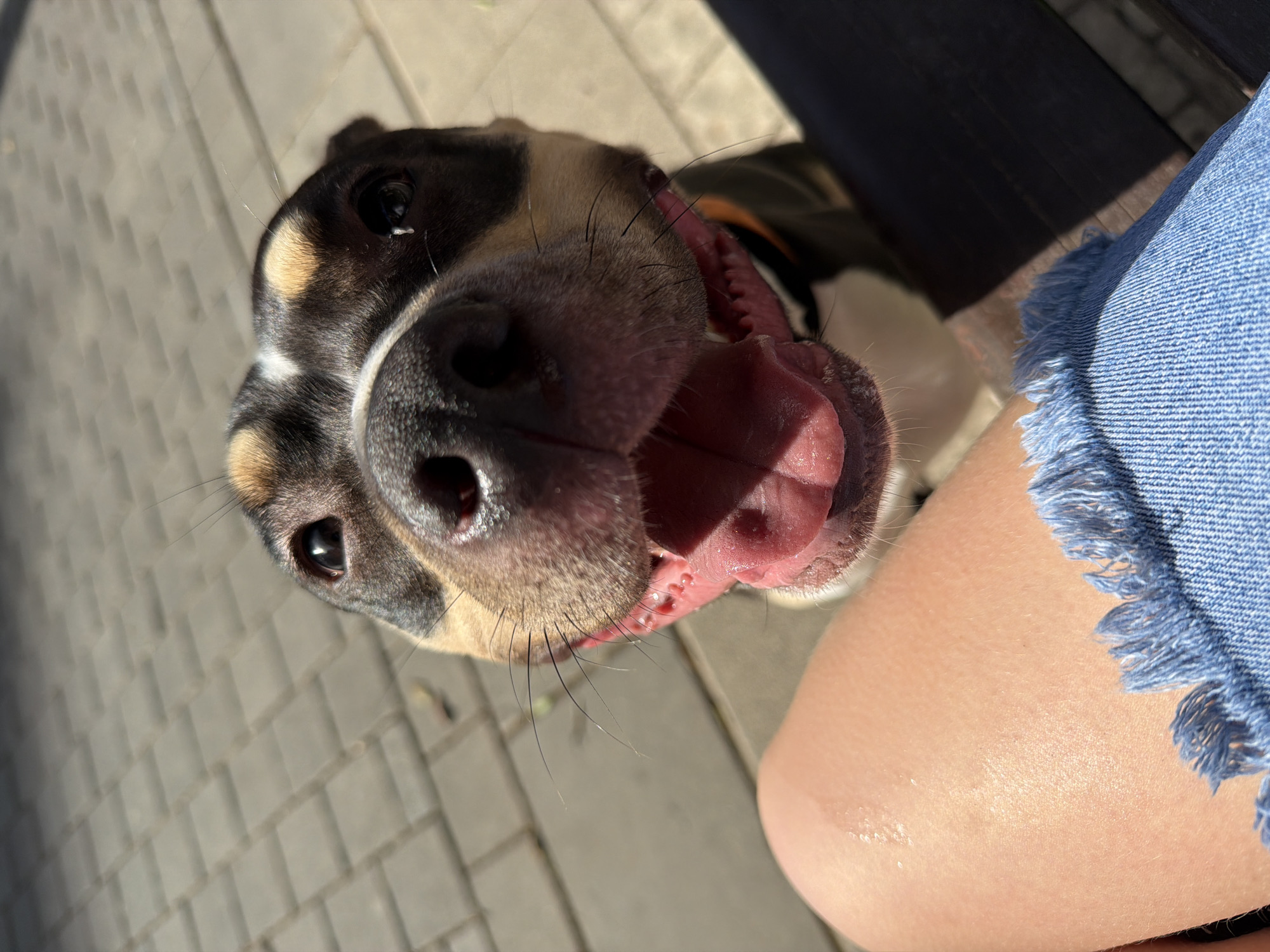 A close-up, top-down perspective captures a dog with its mouth open, exposing its tongue and teeth. The dog's fur is a mix of black, white, and tan. The dog appears to be near a person, as evidenced by a portion of a denim garment with frayed edges and a human leg. The background features a section of gray, interlocking pavers. The image was likely taken outdoors in a sunny environment. No specific location in Tel Aviv, Israel is apparent.