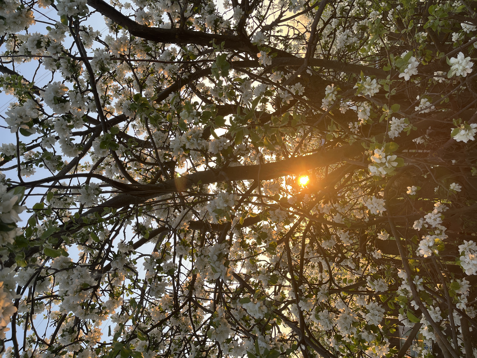 The image depicts a tree in full bloom with white flowers. The sun is shining through the branches, creating a bright, golden glow. The sky is visible in the background, with a pale blue color. The location is identified as Chaikovsky, Russia. No people are visible in the image.