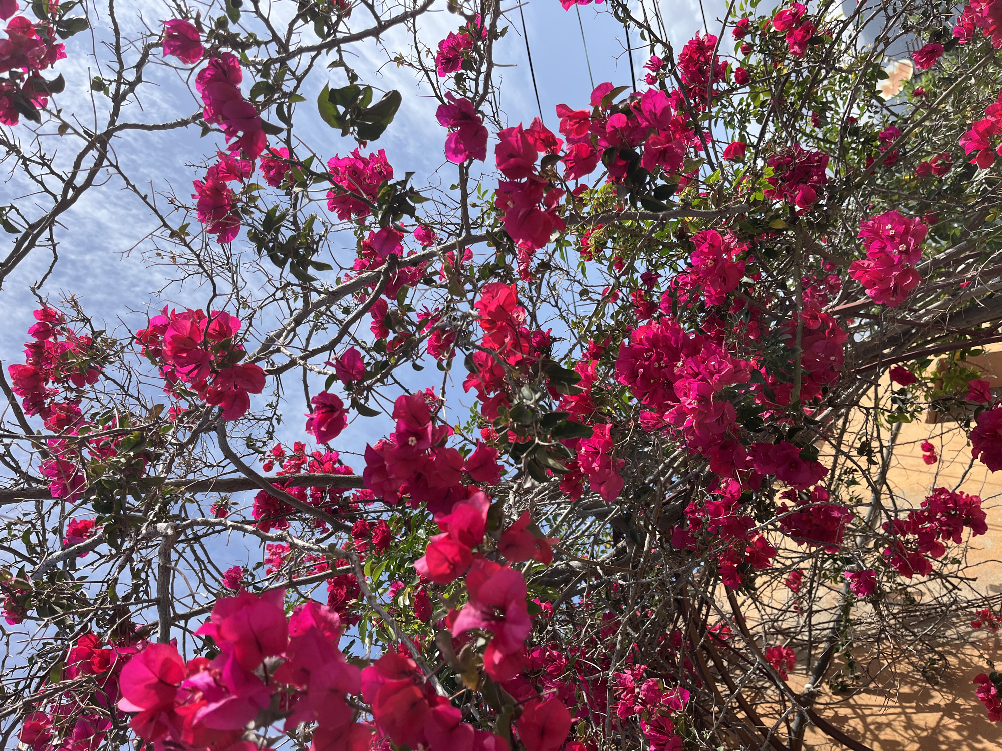A low-angle shot shows a vibrant Bougainvillea bush, its bright pink bracts densely covering the tree's branches. The scene is set against a blue sky with wispy clouds. The branches are bare except for the clusters of pink flowers and a few green leaves. The right side of the image reveals a light brown wall, possibly belonging to a building. It is located in the city of Alanya, Turkey.