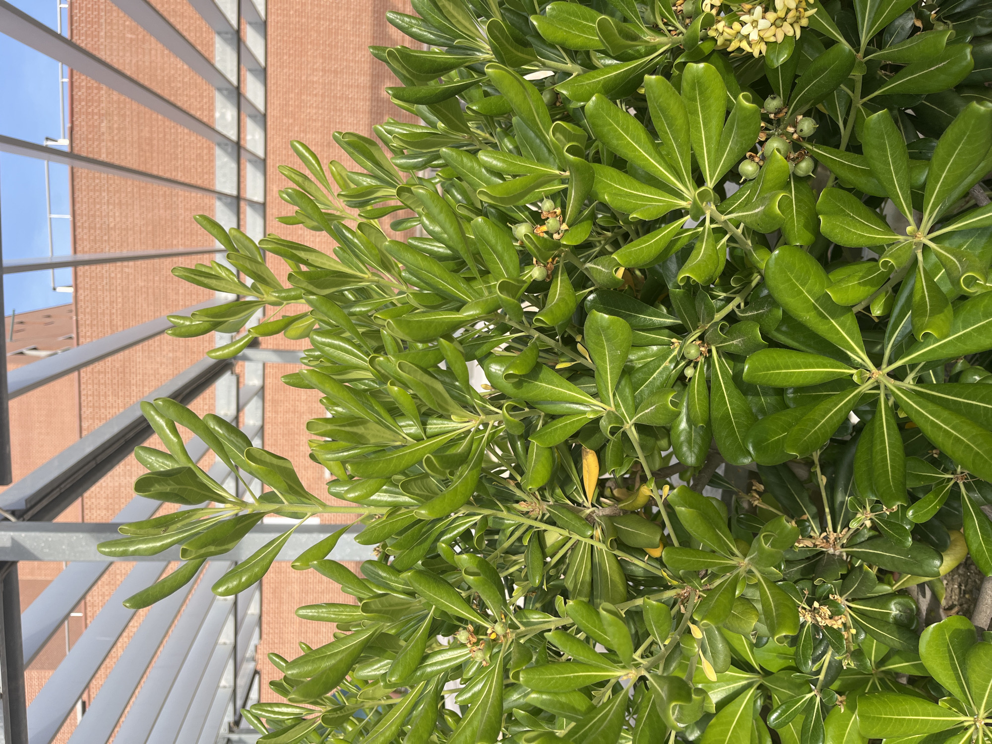 This image, captured in València, Spain, presents a vibrant, lush green plant dominating the right and central portions of the frame, viewed from an elevated perspective. The plant, likely a shrub or small tree resembling Pittosporum tobira (Japanese Cheesewood), features dense clusters of dark green, glossy, and leathery leaves, many of which show a distinctive upward curl along their margins. Interspersed among the foliage are small, spherical, unripe green fruits and delicate clusters of tiny, pale yellow-cream flowers, indicating a period of bloom and fruiting.
To the left, a modern-style metal railing or fence extends diagonally downwards, suggesting the viewpoint is from a balcony, terrace, or elevated platform. Beyond the railing, in the background, a building with a textured reddish-brown brick facade is visible, catching the bright sunlight. The architecture suggests a contemporary urban or suburban setting. Glimpses of a clear, light blue sky are seen through the horizontal slats of the railing and above the building, indicating a bright and sunny day.
There is no visible human activity or text in the image. The strong, natural illumination on the plant and building confirms it is daytime. The overall scene blends natural elements with urban architecture, conveying a sense of serene outdoor beauty in a city environment.