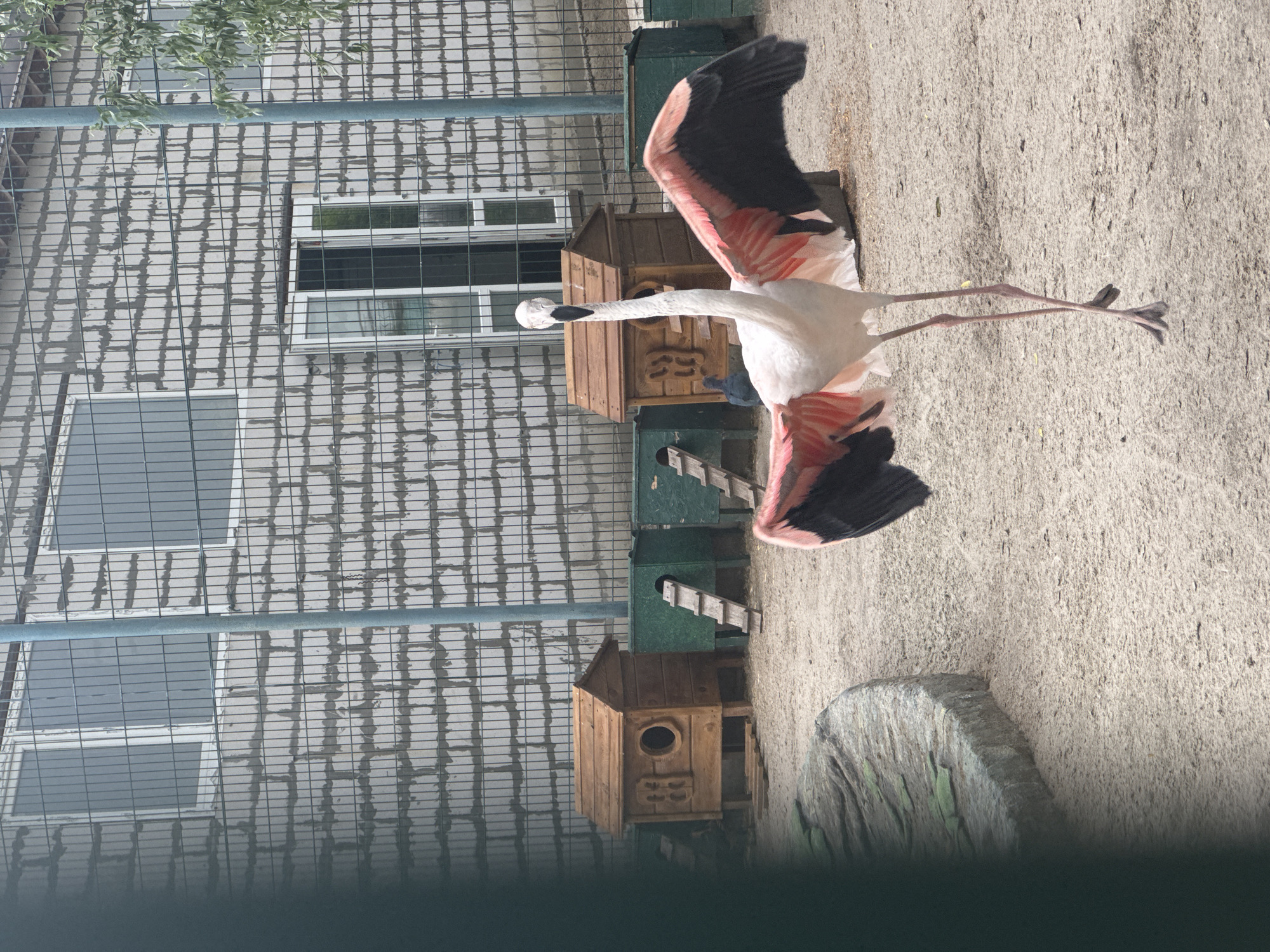 An adult flamingo stands in a sandy enclosure with its wings spread, displaying vibrant pink and black feathers. The bird's long, slender legs are visible, and its neck is curved. In the background, a brick building with windows and a metal fence can be seen. Several wooden and green structures, possibly shelters or nesting boxes, are placed on the ground. The scene appears to be an outdoor aviary or zoo enclosure.