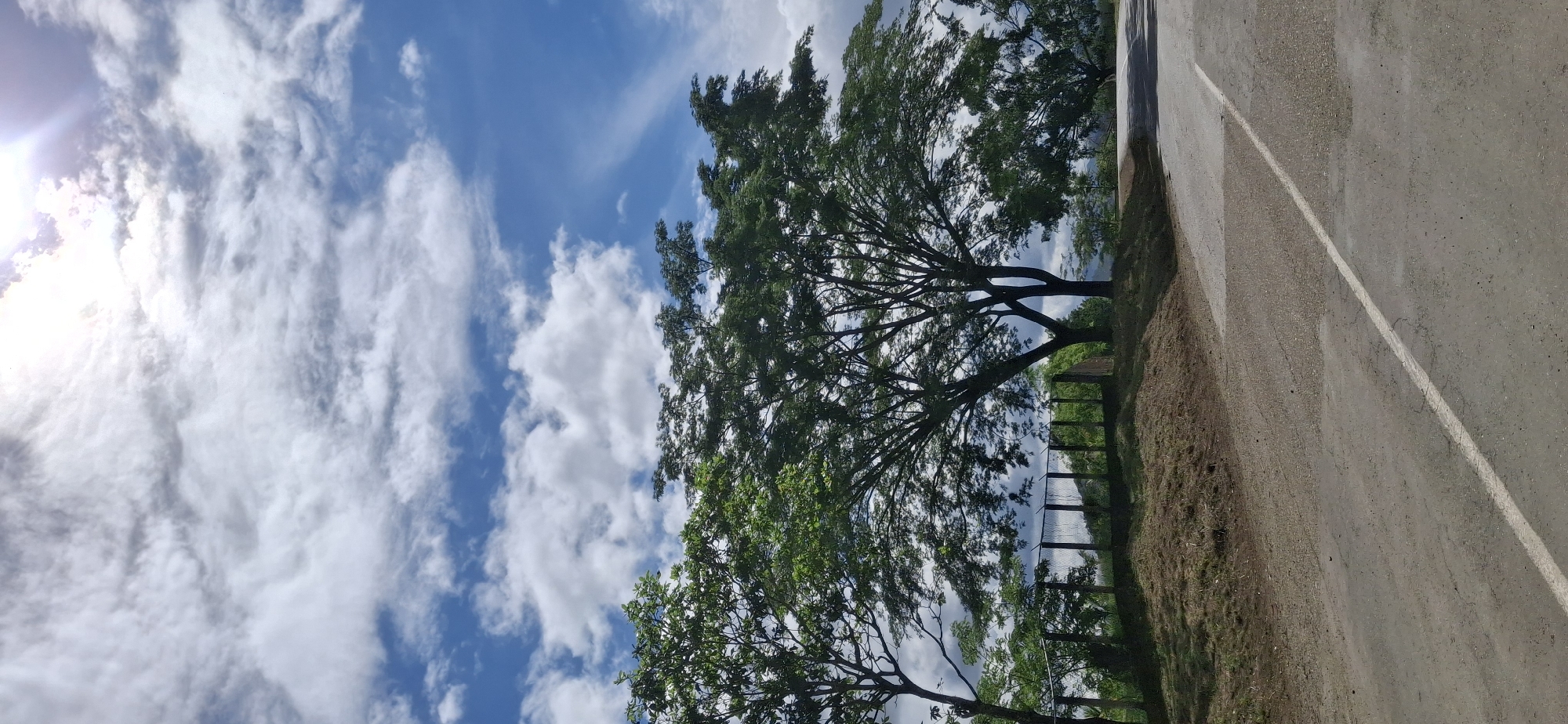 This vertical, outdoor, daytime photograph captures a landscape scene with a road in the foreground and a large tree dominating the center. The sky above is a vibrant blue, filled with scattered white clouds, some appearing wispy and others more voluminous. The sun is visible in the upper right corner, partially obscured by clouds and casting a bright light.
The road, paved and gray, curves slightly into the distance. A white line marks the center of the road. The ground beside the road is covered in dry grass and dirt, with a slight incline. A fence runs along the top of this incline, separating it from the area behind.
Behind the fence, a large, leafy tree with a broad canopy is the focal point. Its branches spread wide, casting shadows on the ground. To the left of this main tree, another tree of similar size is partially visible. Further back, a line of smaller trees and vegetation can be seen, with a hazy mountainous landscape in the far distance. The scene appears to be located in Vallecito, Venezuela, based on the provided context. There are no people or animals visible in the image. The overall impression is one of a rural or semi-rural setting under a dynamic sky.