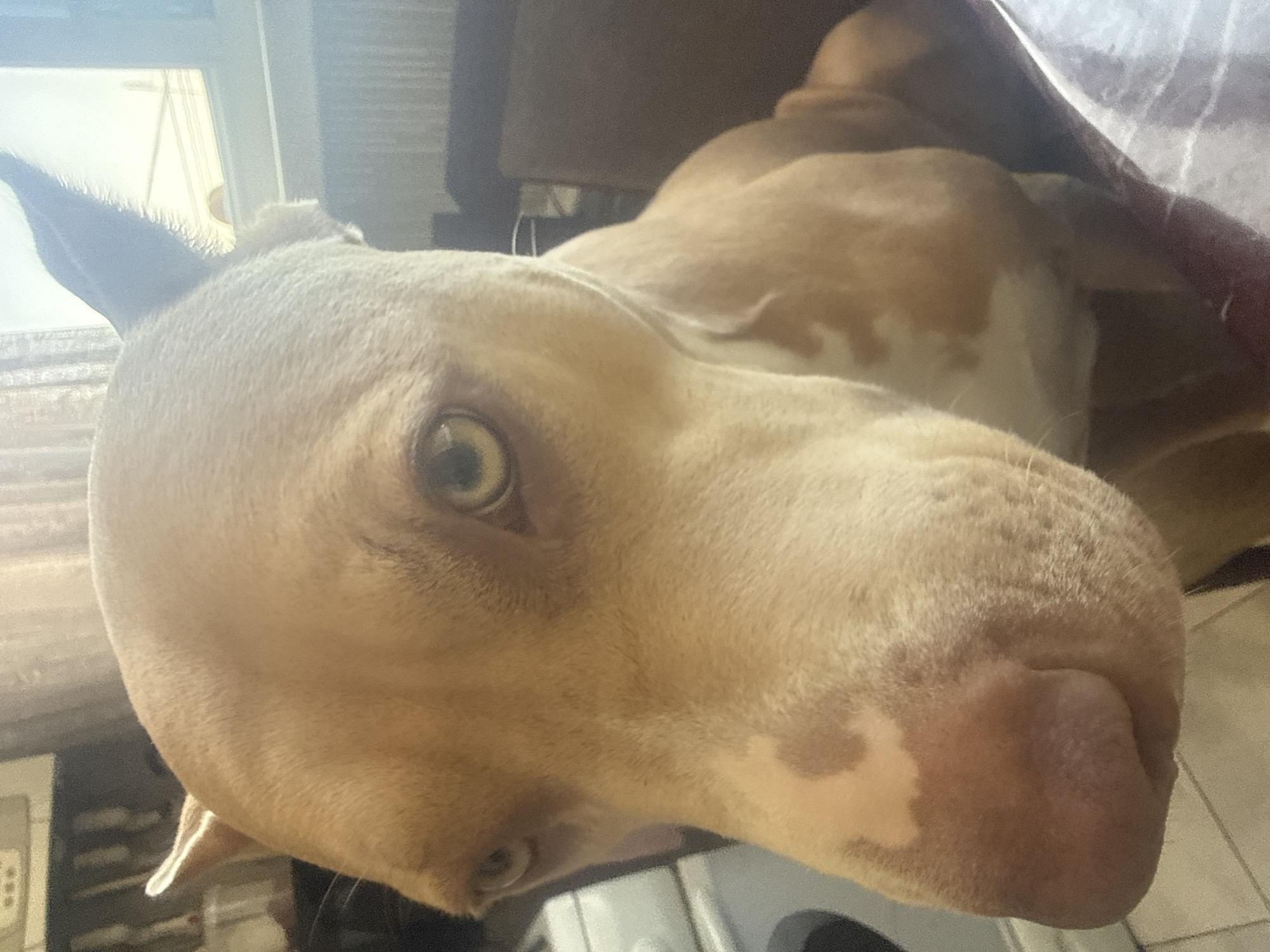 A close-up, head-on shot of a tan pit bull with light-colored markings on its face and chest is captured. The dog's eyes are a striking light green or yellow, and one ear is visible, pointing upwards. The dog is seated, with its body partially visible in the foreground. The background is indistinct, with hints of indoor furnishings and what appears to be a window with curtains. The lighting suggests an indoor setting, possibly during the day. There is no indication of the specific location being Metsamor, Armenia.