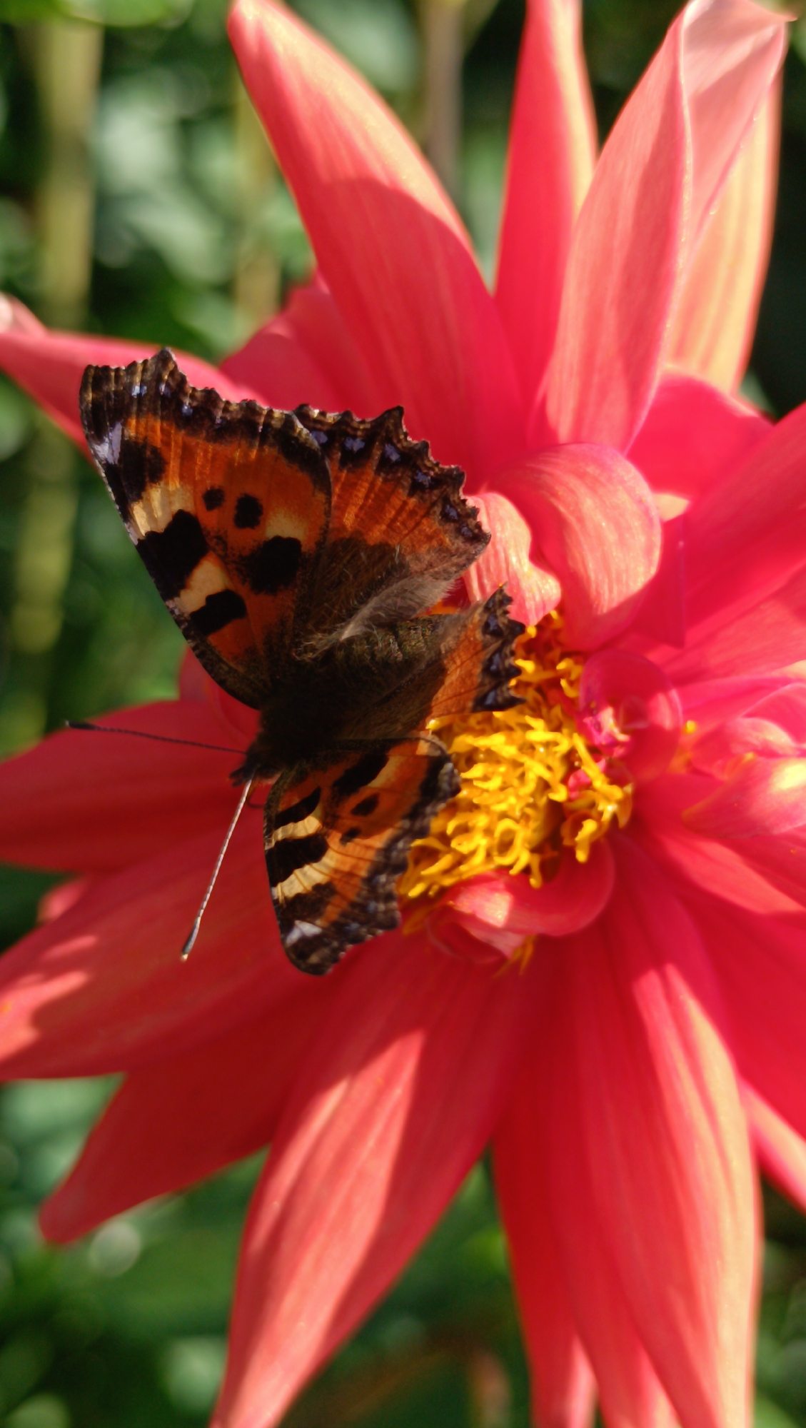 A close-up, vertical shot captures a butterfly perched on a vibrant pink dahlia flower. The butterfly, a Small Tortoiseshell (Aglais urticae), displays its intricate wing patterns of orange, black, and white against the soft petals of the bloom. The flower's center, a cluster of bright yellow stamens, adds a contrasting pop of color. The background is softly blurred, revealing hints of green foliage, suggesting an outdoor, natural setting. The lighting indicates it is daytime, possibly late afternoon, given the warm glow on the flower petals. There are no people or man-made structures visible in the frame. The scene is devoid of any discernible urban context, making it impossible to determine a specific city or location.
