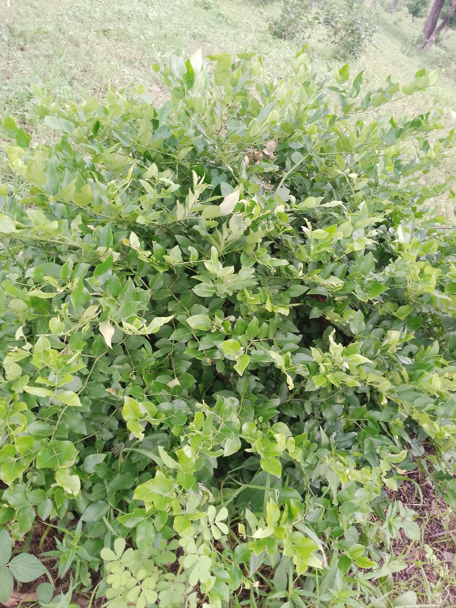 The image shows a close-up, eye-level view of a dense green bush with small, oval-shaped leaves. The bush is the primary subject, occupying the majority of the frame. It appears to be situated outdoors, with a background of dry grass and a hint of other vegetation and trees further in the distance. The lighting is natural and somewhat overcast, casting soft shadows. The ground beneath the bush is a mix of dry earth, fallen leaves, and sparse, dry grass. The scene suggests a natural or semi-natural environment, possibly a park, garden, or undeveloped land within Balewa, Nigeria. No people or specific actions are depicted.