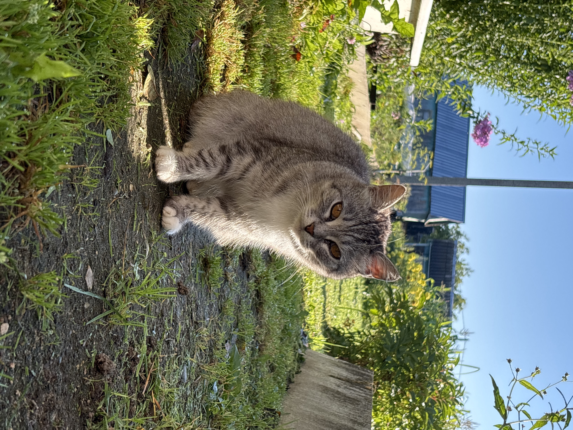 A medium shot photograph captures a tabby cat with grey and white fur sitting on a dirt and grass path. The cat is facing the camera, with its amber eyes looking directly ahead. Its ears are perked up, and its tail is curled around its body. The cat's front paws are visible, with white fur on its toes. Sunlight illuminates the cat, casting a shadow behind it. The background consists of lush green grass, bushes, and a few pink flowers. In the distance, several buildings with blue roofs are visible, suggesting a rural or semi-rural setting. The sky is a clear blue, indicating fair weather. The scene appears to be in the city of Semibratovo, Russia, based on the provided context.