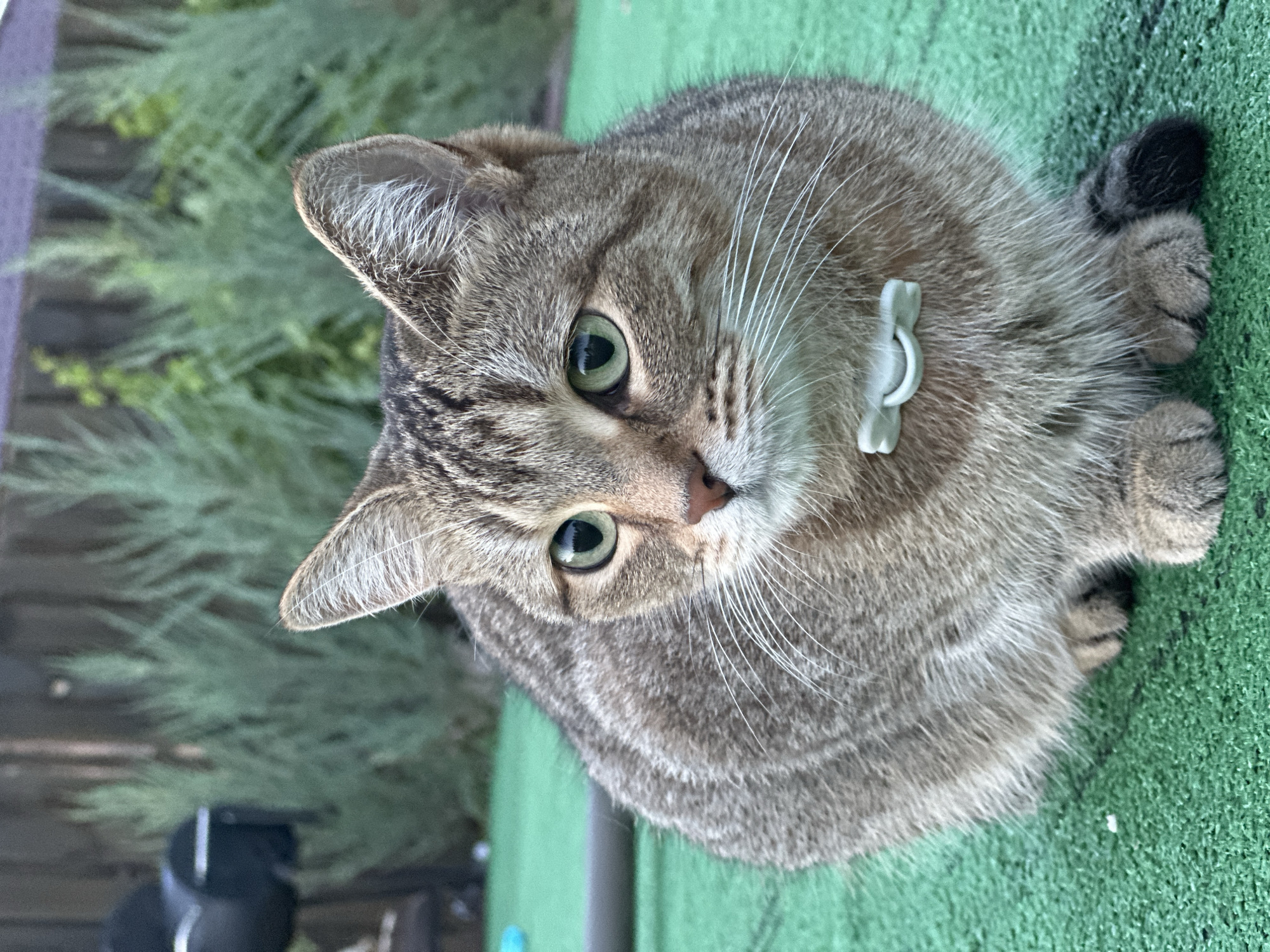 A tabby cat with green eyes and a white bow-tie shaped buckle on its collar sits on a green surface. The background is blurred, showing greenery and a wooden fence. A black grill is visible in the upper left corner.