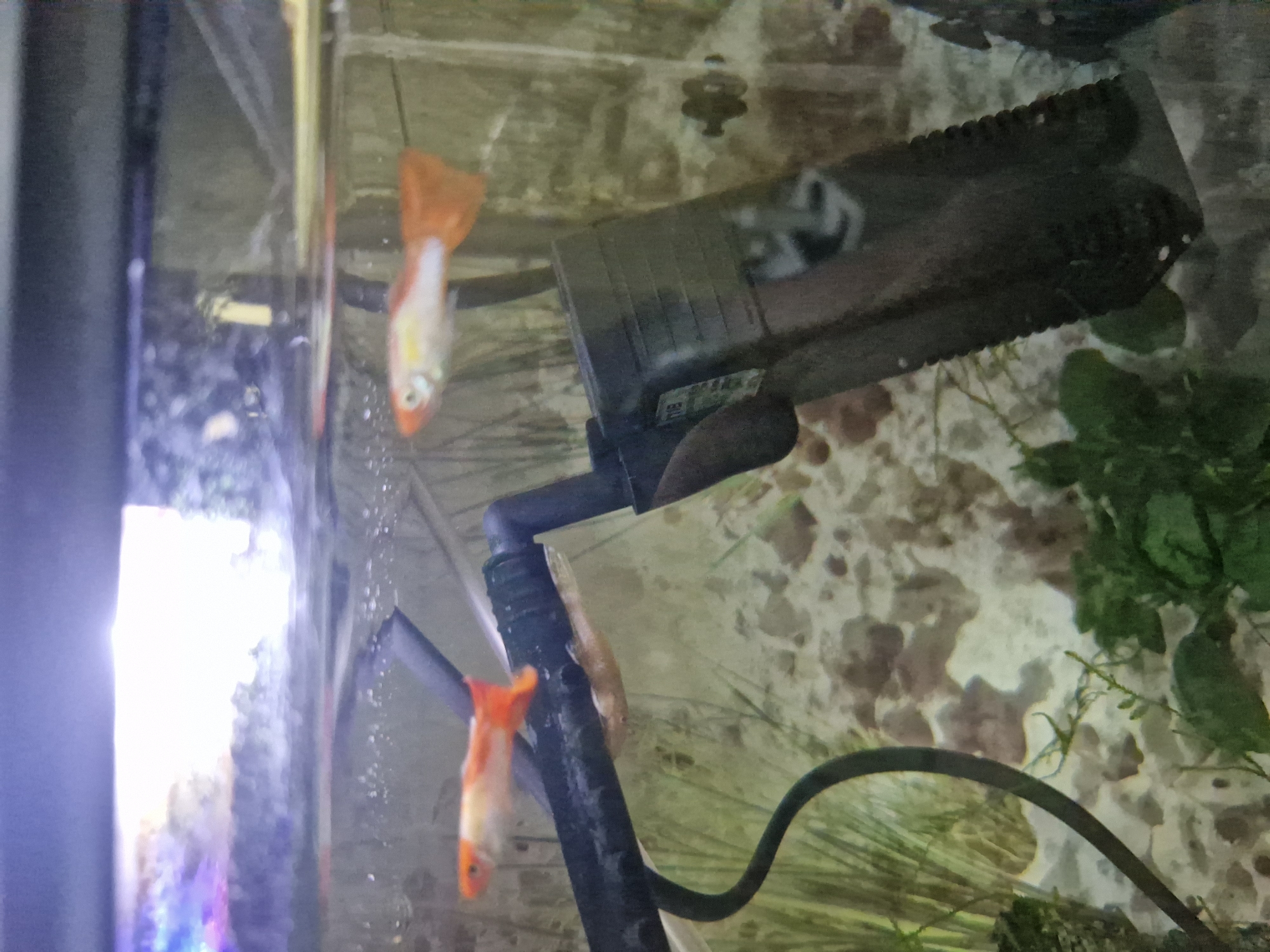 The image shows an indoor aquarium with two fish, likely guppies due to their orange tails. There is a black water filter positioned in the upper right, with green plants visible behind it. Bubbles are visible in the water. The background appears to be a textured wall. The image's location in Sofia, Bulgaria is not determinable from the visual content alone.