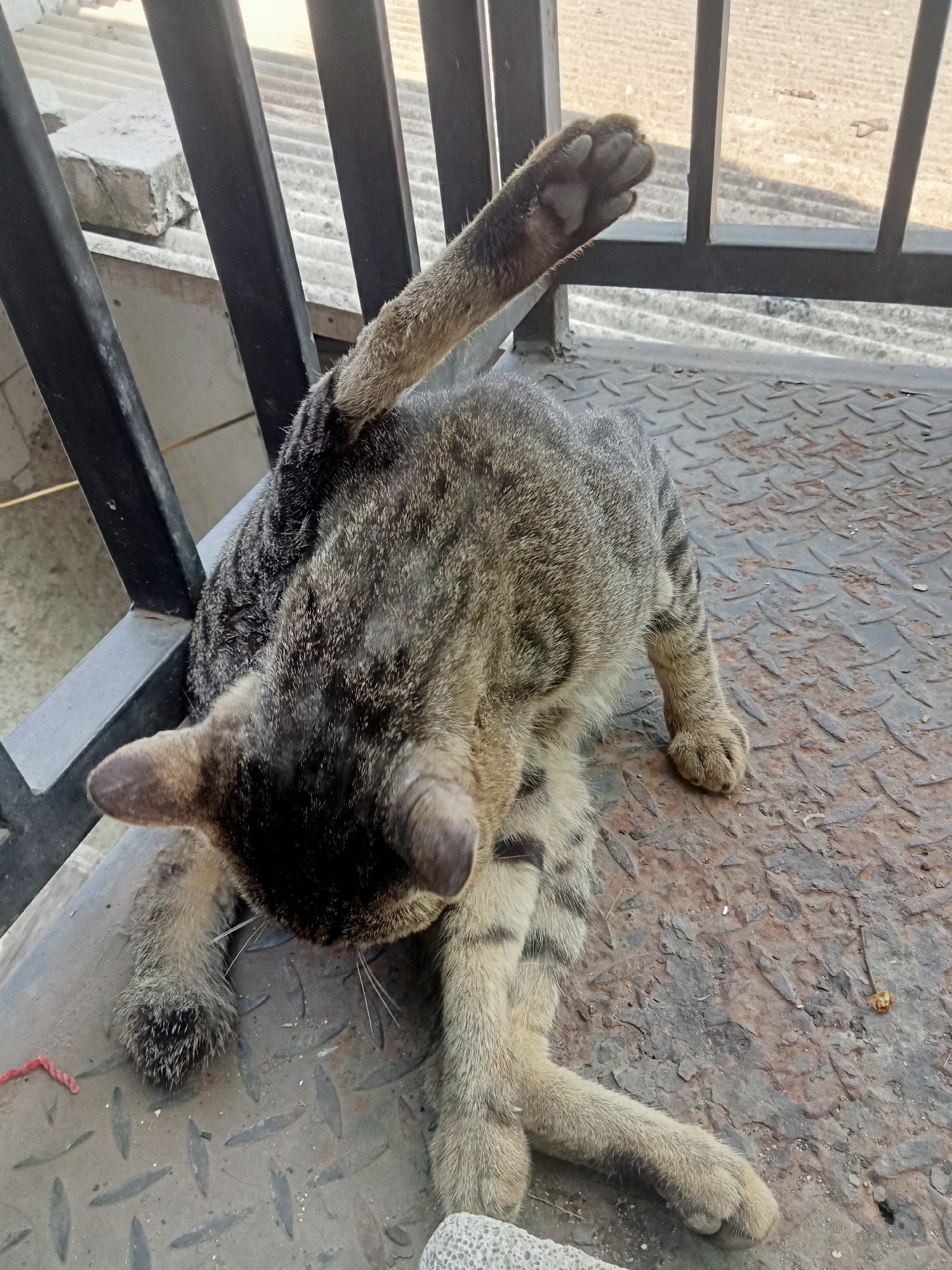A tabby cat is grooming itself outdoors. The cat is lying on a diamond plate surface, with a black metal railing behind it. In the background, there are corrugated panels and a hint of a rooftop. The cat's body is mostly visible, with its tail raised and its head bent down as if cleaning itself. One of its front paws is extended upwards, showing its paw pad. The environment suggests an urban setting, possibly on a balcony or a rooftop.