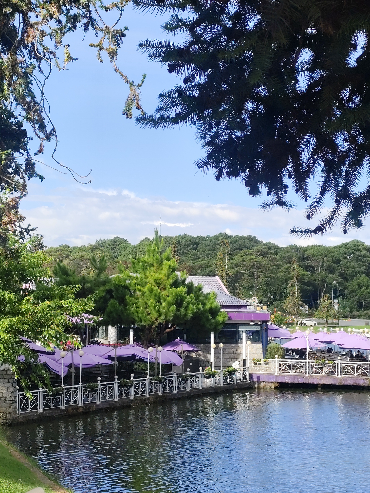 This image captures a serene lakeside scene in Da Lat, Vietnam, likely at a restaurant or cafe situated by Xuan Huong Lake. The foreground is dominated by the calm, rippling water of the lake, reflecting the bright blue sky and scattered white clouds.
Along the edge of the lake, a white railing with an intricate crisscross pattern separates the water from an outdoor seating area. This area is adorned with numerous large, vibrant purple umbrellas providing shade for tables and chairs. The architecture of the establishment is visible, featuring a structure with a grey tiled roof and purple accents.
Behind the lakeside seating, a lush green forest forms a dense backdrop, with various trees reaching towards the sky. A bright green pine tree stands prominently near the building, adding a splash of vivid color. In the distance, a white car is visible on a road, hinting at the presence of a larger urban area surrounding the tranquil lake. The overall atmosphere suggests a peaceful and picturesque setting, ideal for relaxation.
