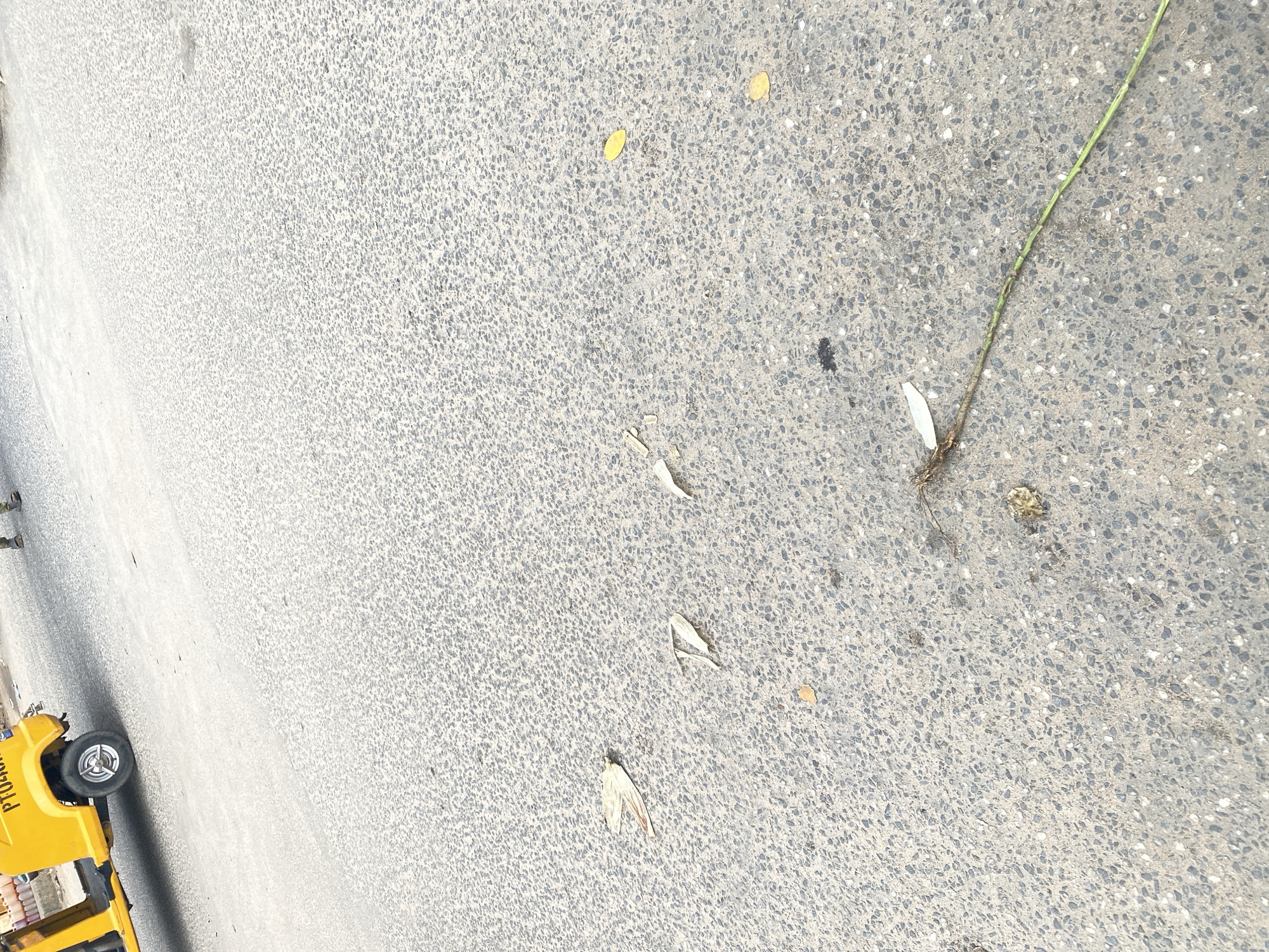 The image shows a close-up view of a grey, speckled asphalt road, likely in Jalingo, Nigeria. The road surface is textured with small stones and pebbles. Several dried leaves are scattered across the asphalt, along with a thin green plant stem with a small root system visible. There are also a few small, light-colored debris pieces and a dark smudge, possibly dirt or tar.
In the lower left corner of the frame, a portion of a yellow vehicle is visible. The vehicle appears to be a small truck or bus, and its wheel with a silver rim is prominent. There is some text visible on the side of the yellow vehicle, reading "PT0208". Two people are partially visible in the upper left of the image, standing on the side of the road.
The scene suggests an outdoor setting during the daytime, with the lighting indicating it could be mid-morning or afternoon. The weather appears clear, as there are no visible signs of rain or clouds. The overall impression is of a mundane street scene, with the focus on the textures of the road surface and the scattered natural elements. The presence of the vehicle and people suggests a public area, possibly a street or a parking lot.