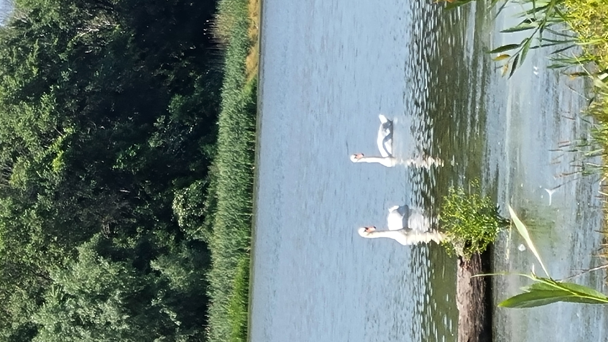 The image depicts a serene natural scene on a body of water, likely a lake or river, in Kholodnianske, Ukraine. Two white swans are swimming gracefully on the water's surface, with their reflections visible beneath them. The water is calm and reflects the clear blue sky. In the background, a dense line of green trees forms a natural boundary, with tall reeds or grasses growing along the water's edge. A partially submerged log is visible on the left side of the frame, partially covered by a small clump of green vegetation. The overall atmosphere is tranquil and idyllic.