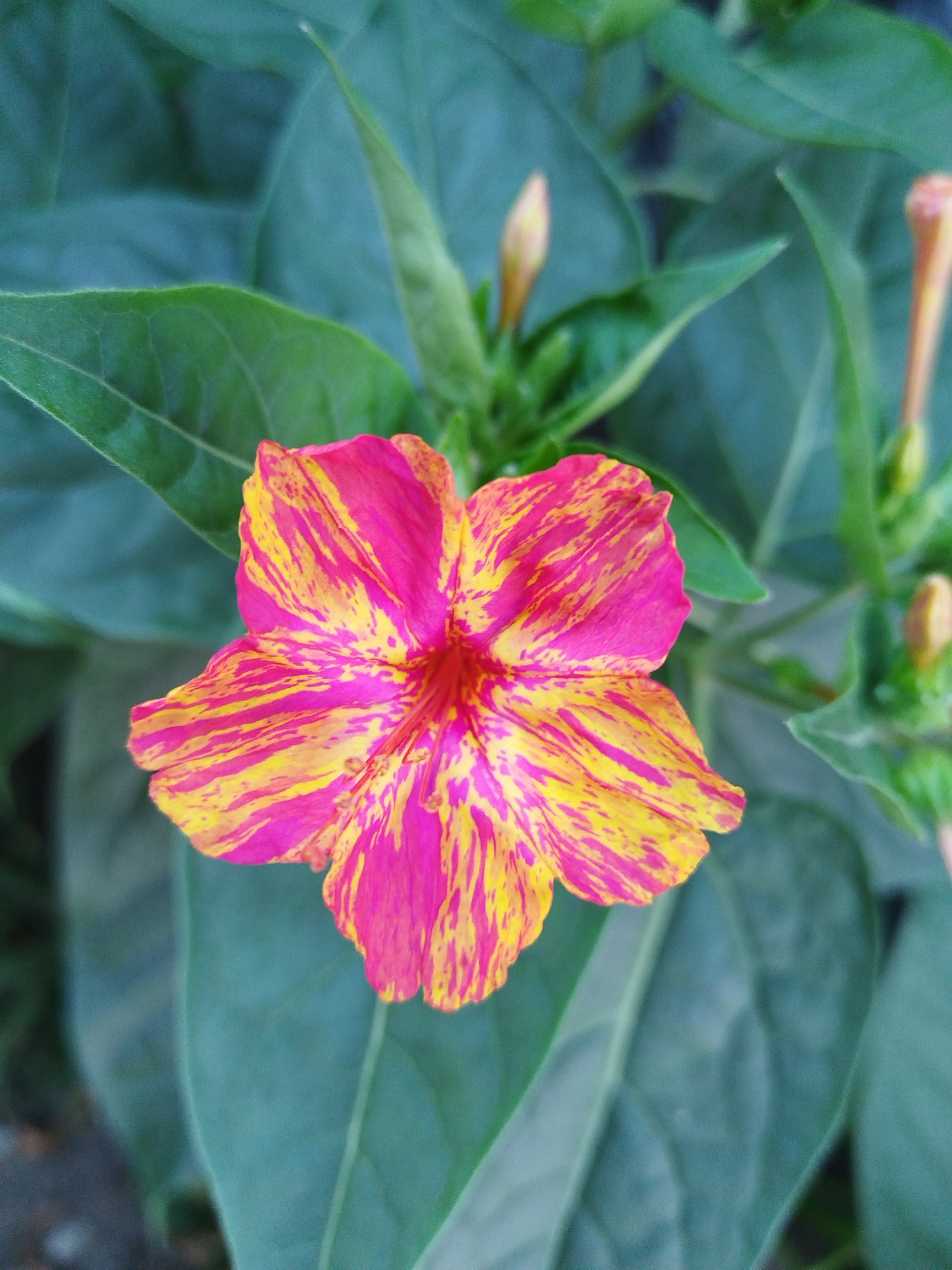 A close-up, top-down view of a single, vibrant pink and yellow striped flower is captured. The flower's petals are fanned out, revealing a darker pink center. The surrounding foliage is a deep green, with blurred leaves creating a soft background. Two small, unopened buds, one pale orange and the other tinged with pink, are visible in the upper right and left portions of the frame, respectively. The image appears to be taken outdoors, with natural light illuminating the subject. The scene does not contain any people, actions, or interactions, and there is no identifiable urban setting.