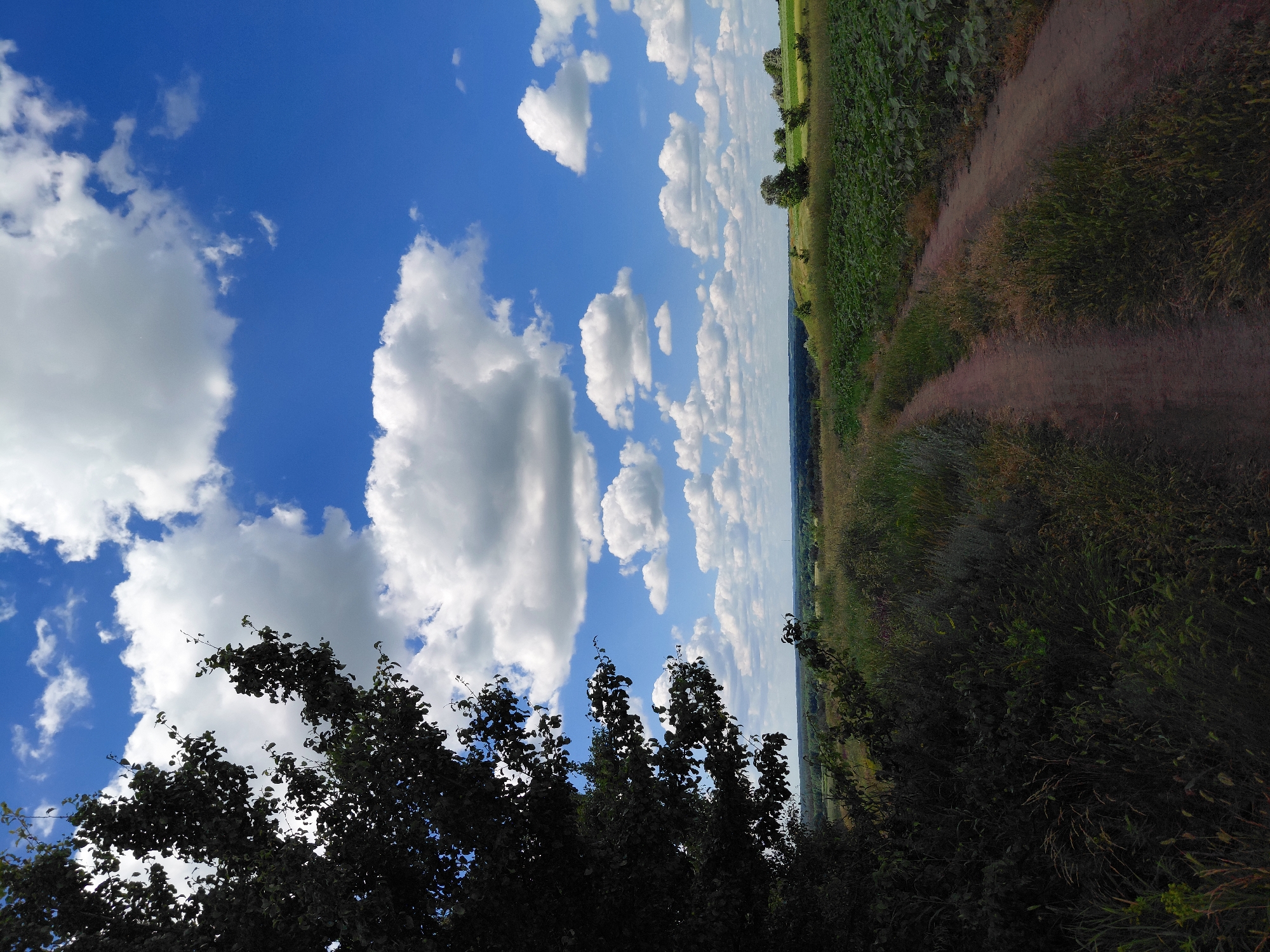 The image depicts a rural landscape in the vicinity of Ustyvytsia, Ukraine, on a bright, sunny day with a clear blue sky dotted with fluffy white clouds. In the foreground, a dirt path curves through a grassy field, bordered by lush green vegetation. To the left, the dark silhouette of a large tree with dense foliage dominates the frame, its branches reaching towards the sky. The path leads towards a horizon line marked by rolling hills and fields of crops, including what appears to be a field of sunflowers with their distinctive large leaves. A few scattered trees are visible in the distance. The overall impression is one of natural beauty and tranquility.