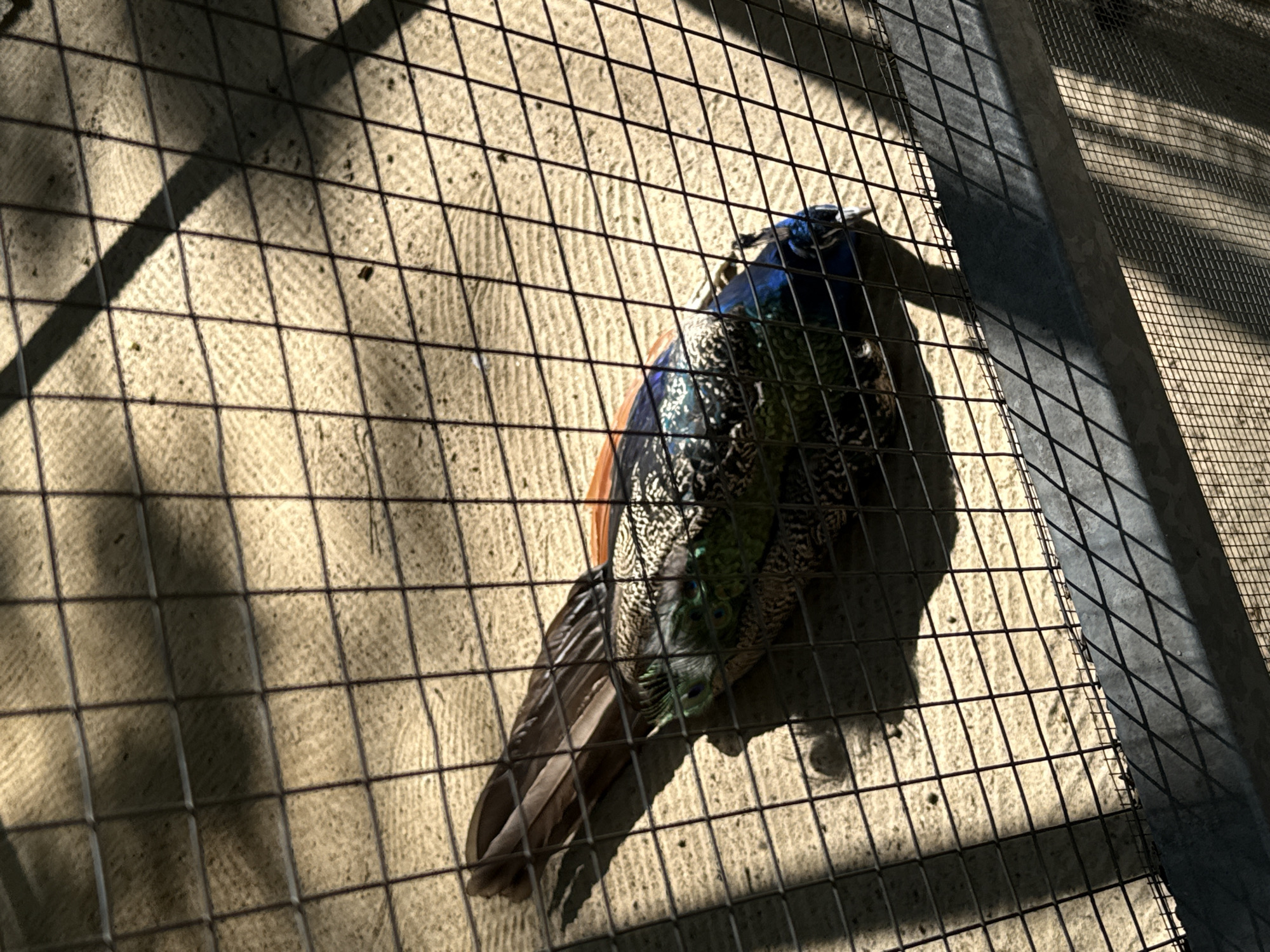 A peacock is lying down on a sandy ground, its body partially obscured by a wire mesh fence. The peacock has iridescent blue and green plumage, with some white and black markings. Its tail feathers are fanned out and visible. Sunlight casts shadows through the mesh onto the ground, creating a grid pattern. The scene appears to be an enclosure, possibly in a zoo or a park. There are no people or any other animals visible in the image. The environment is dry and dusty. The specific location in Zielona Góra, Poland cannot be determined from the image alone.