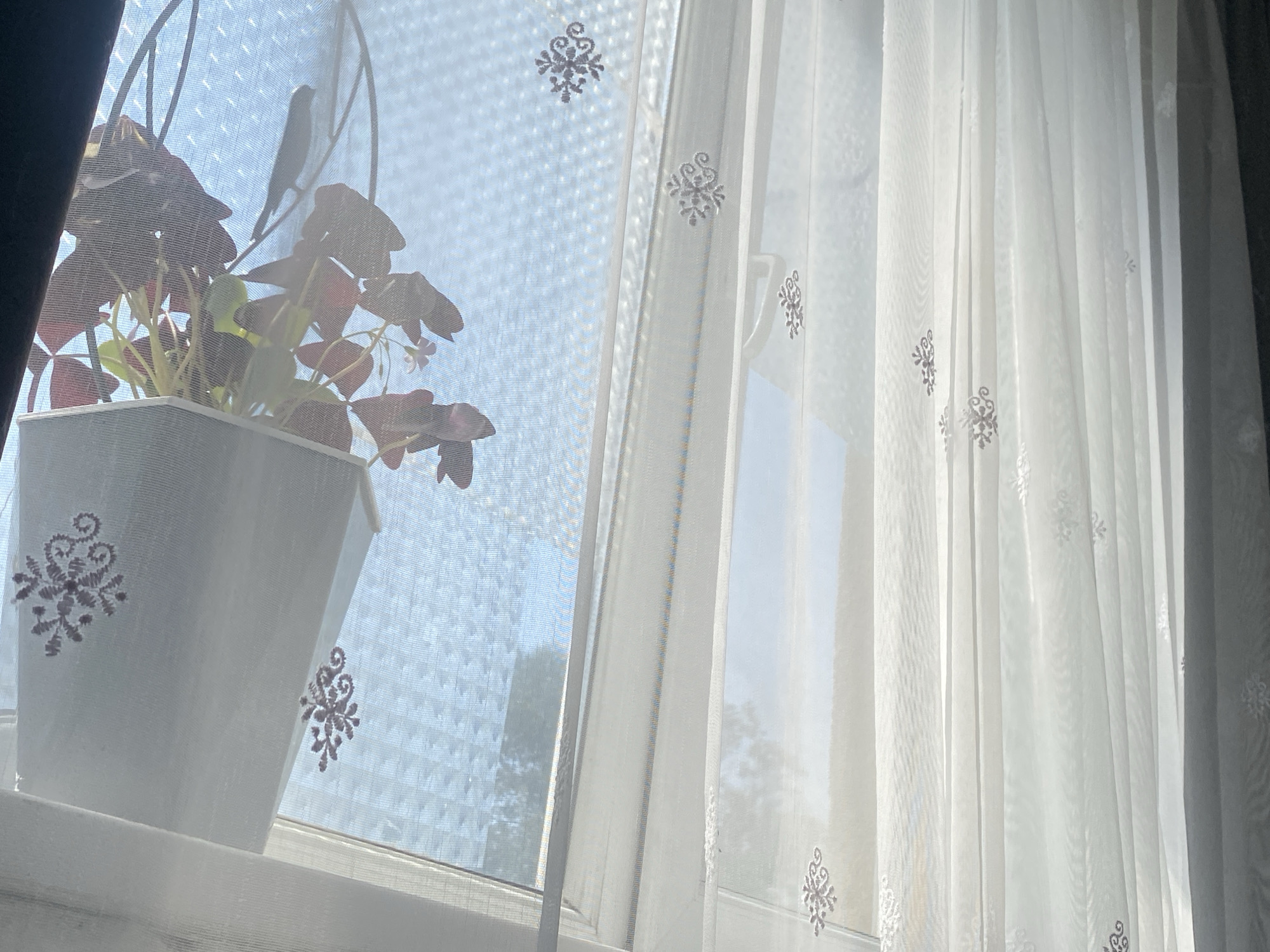 In Keŋeş, Kyrgyzstan, a sunlit window features a potted plant with deep red, heart-shaped leaves, possibly an Oxalis, resting on the windowsill. The plant is partially obscured by a sheer white curtain adorned with embroidered snowflake-like patterns. The curtain hangs to the right of the window, and through the sheer fabric, the light blue sky and faint outlines of trees can be seen. The window itself is covered by a patterned screen, adding another layer of texture to the scene.