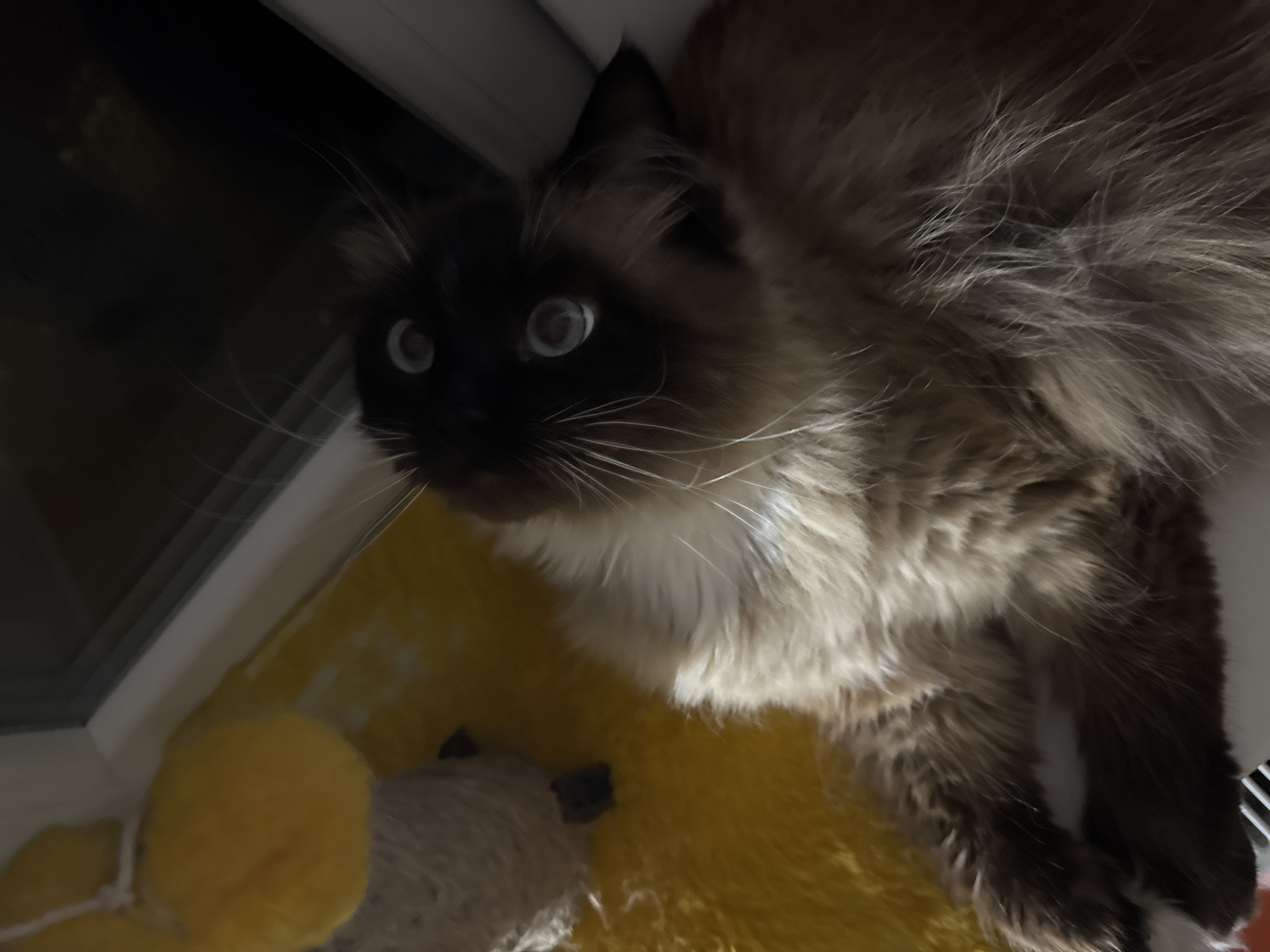 A fluffy, medium-haired cat is lying on its back on a yellow surface, with its head tilted upwards towards the camera. The cat has dark brown fur on its face, ears, and tail, with lighter brown and tan fur on its body. Its blue eyes are wide open, and its whiskers are prominent. A yellow, circular object, possibly a toy, is visible to the left of the cat, partially obscured by its fur. The background is dark, with a hint of a window frame and what appears to be a sill. The lighting is dim, with strong shadows cast by the cat's fur.