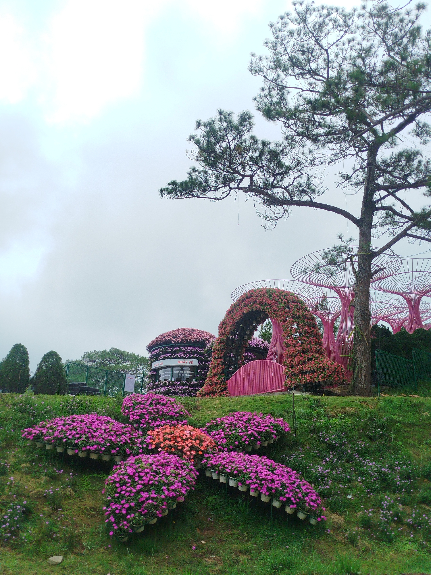 The image depicts a garden landscape in Da Lat, Vietnam, under an overcast sky. In the foreground, a flower bed is arranged in the shape of a large purple flower, with a smaller cluster of orange flowers at its center. The flower bed consists of numerous potted plants. Behind this, a pink arched gateway covered in flowers leads to a circular building adorned with more pink flowers, featuring a sign that reads "QUAY VE". To the right of the arch, a tall pine tree stands prominently, with its branches reaching towards the sky. Further in the background, a row of stylized pink structures resembling oversized mushrooms or trees with umbrella-like tops are visible, along with a green fence. The overall scene is one of a vibrant, floral-themed garden designed for visitors.
