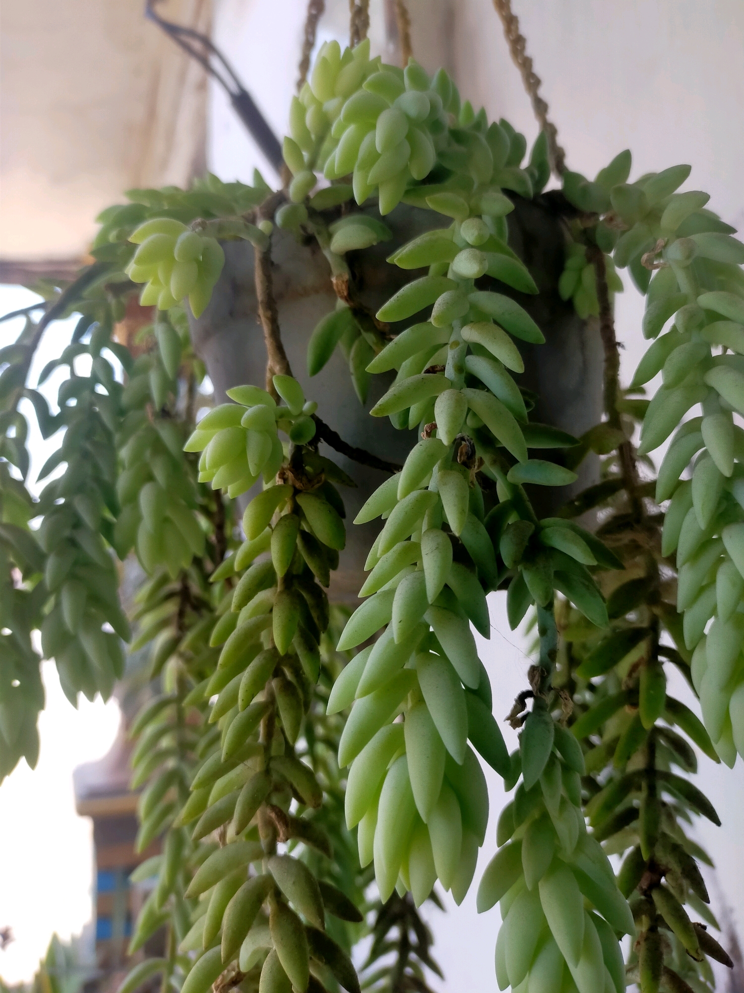 A hanging succulent plant, likely a Burro's Tail (Sedum morganianum), is shown in close-up. The plant features numerous small, plump, green leaves that overlap densely along trailing stems. The pot appears to be gray and is suspended by ropes. The background is blurred, showing a light-colored wall and hints of outdoor structures, suggesting it is placed near an outdoor area. The image is taken from a slightly upward angle, focusing on the cascading foliage. The location is specified as Karangsono, Indonesia. There are no people or actions visible in the image.