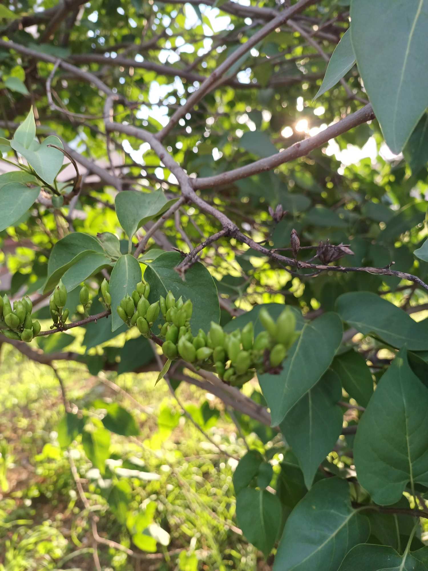 A close-up shot captures a branch of a lilac bush in the foreground, with clusters of green flower buds. The leaves are a vibrant green and are slightly out of focus. The background is a blur of green foliage and dappled sunlight, suggesting an outdoor environment. The sun's rays are visible shining through the leaves, creating a lens flare effect. The scene is not indicative of any specific urban location.
