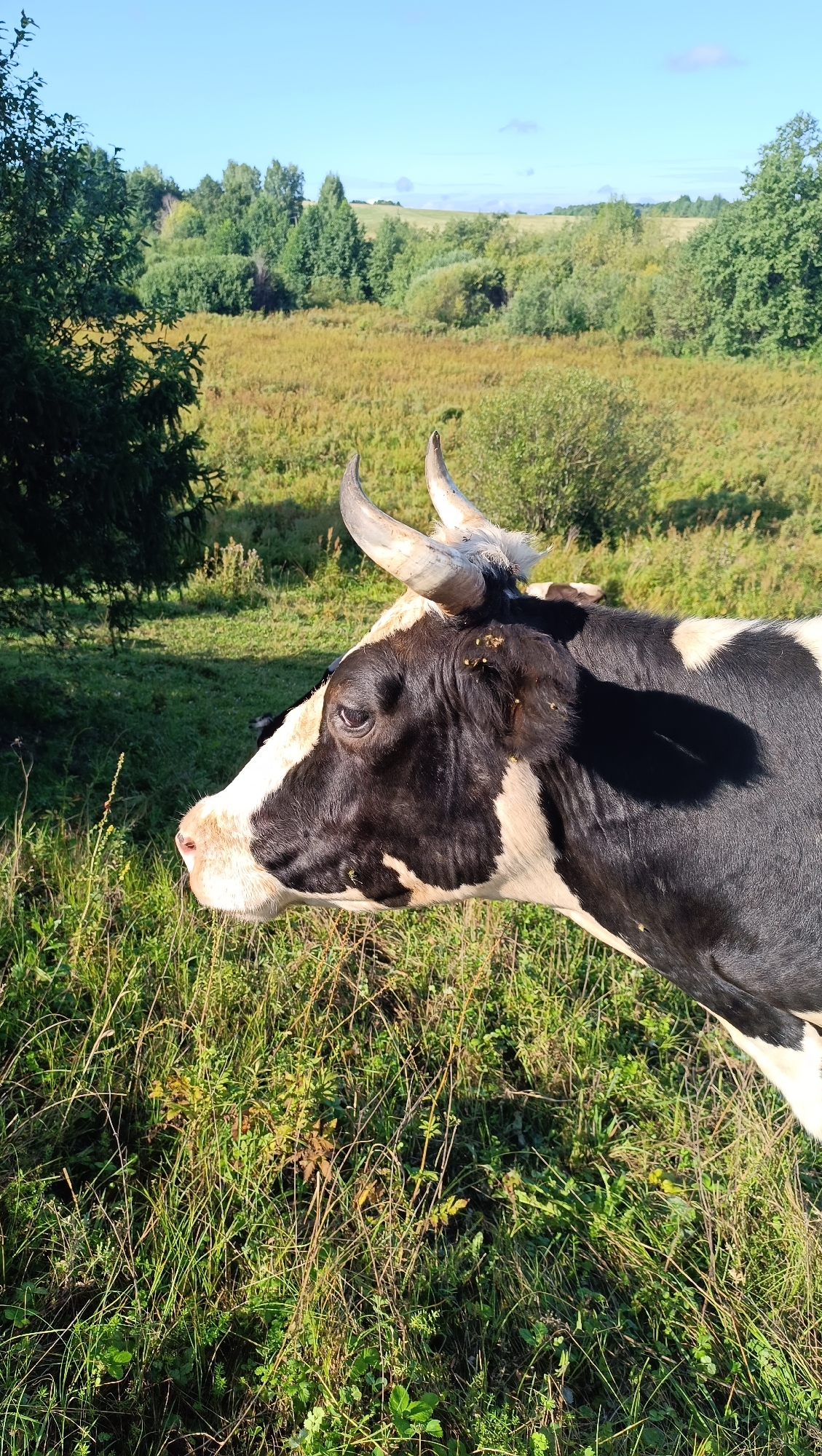 A medium shot captures a black and white cow in profile, facing left, with a blurred grassy field and rolling hills in the background. The cow's head, with its large, dark eye and prominent horns, is the primary subject. It stands on a patch of sunlit green grass, with shadows from nearby trees falling across it. The background features a mix of green foliage and dry, golden grass, suggesting a rural or semi-rural environment. The sky is clear blue with a few faint clouds. There is no indication of the city of Karsha, Russia, within the image itself.